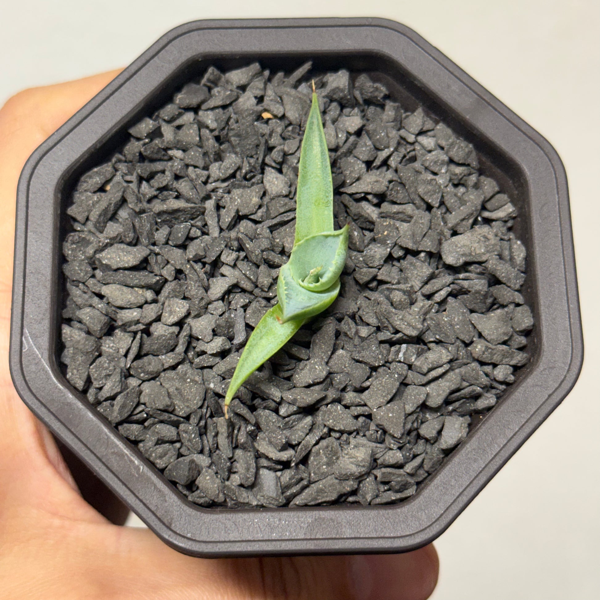 【CAUDEXSAN】<br>アガベ サハイブリッド 蠍蟹B<br>ヒメサソリガニ<br>GT-16-2