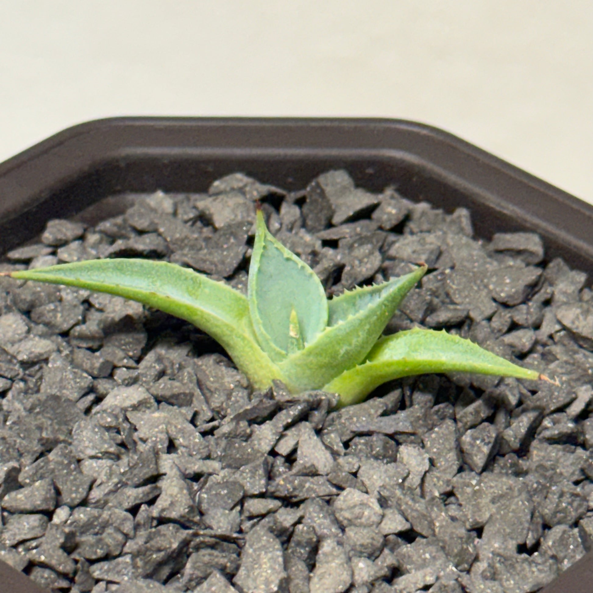 【CAUDEXSAN】<br>アガベ サハイブリッド 蠍蟹B<br>ヒメサソリガニ<br>GT-16-2