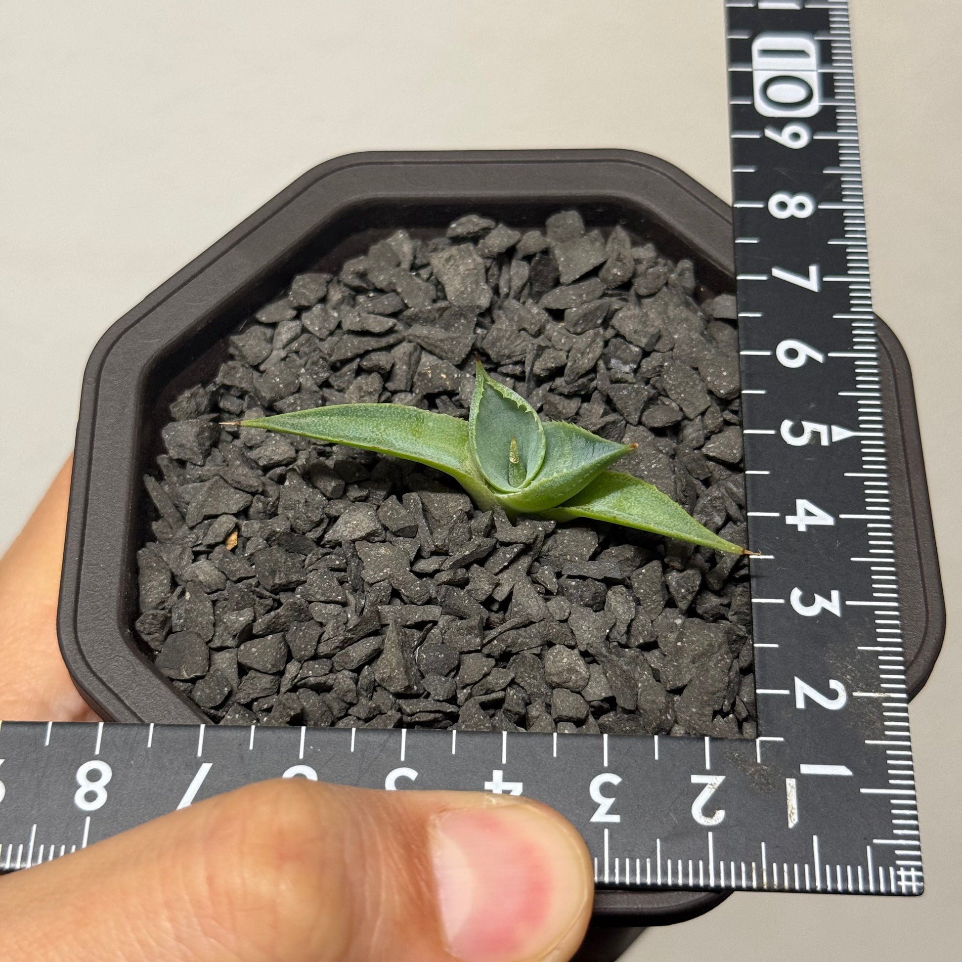 【CAUDEXSAN】<br>アガベ サハイブリッド 蠍蟹B<br>ヒメサソリガニ<br>GT-16-2