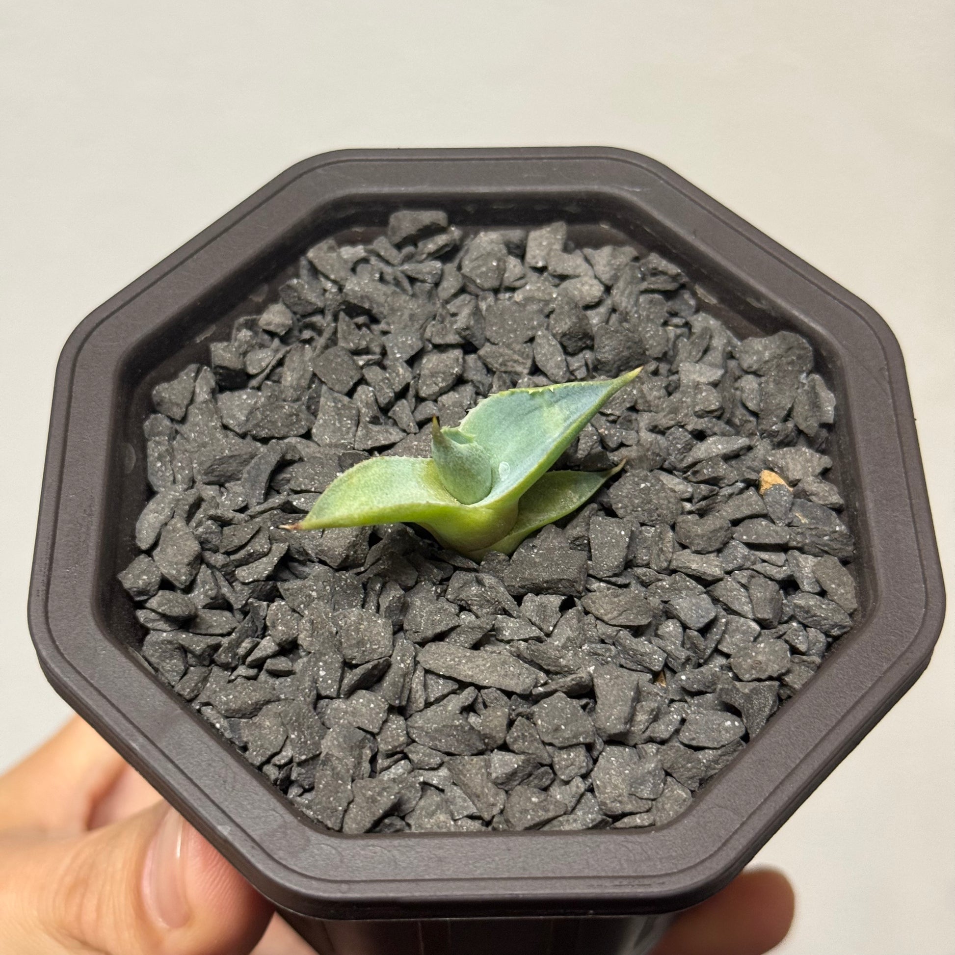 【CAUDEXSAN】<br>アガベ サハイブリッド 蠍蟹B<br>ヒメサソリガニ<br>GT-16-3