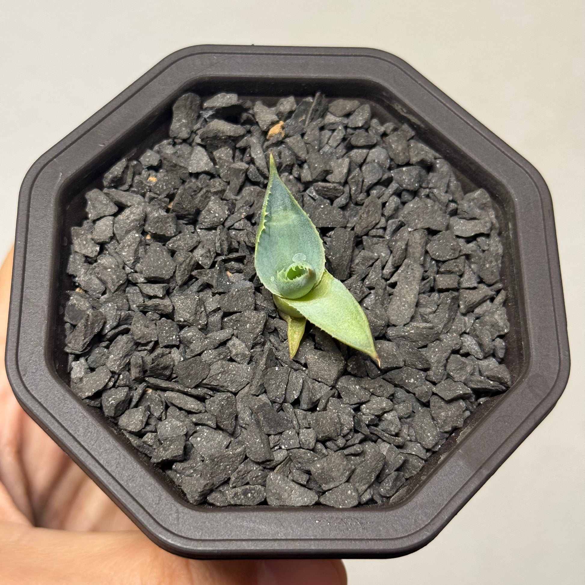 【CAUDEXSAN】<br>アガベ サハイブリッド 蠍蟹B<br>ヒメサソリガニ<br>GT-16-3