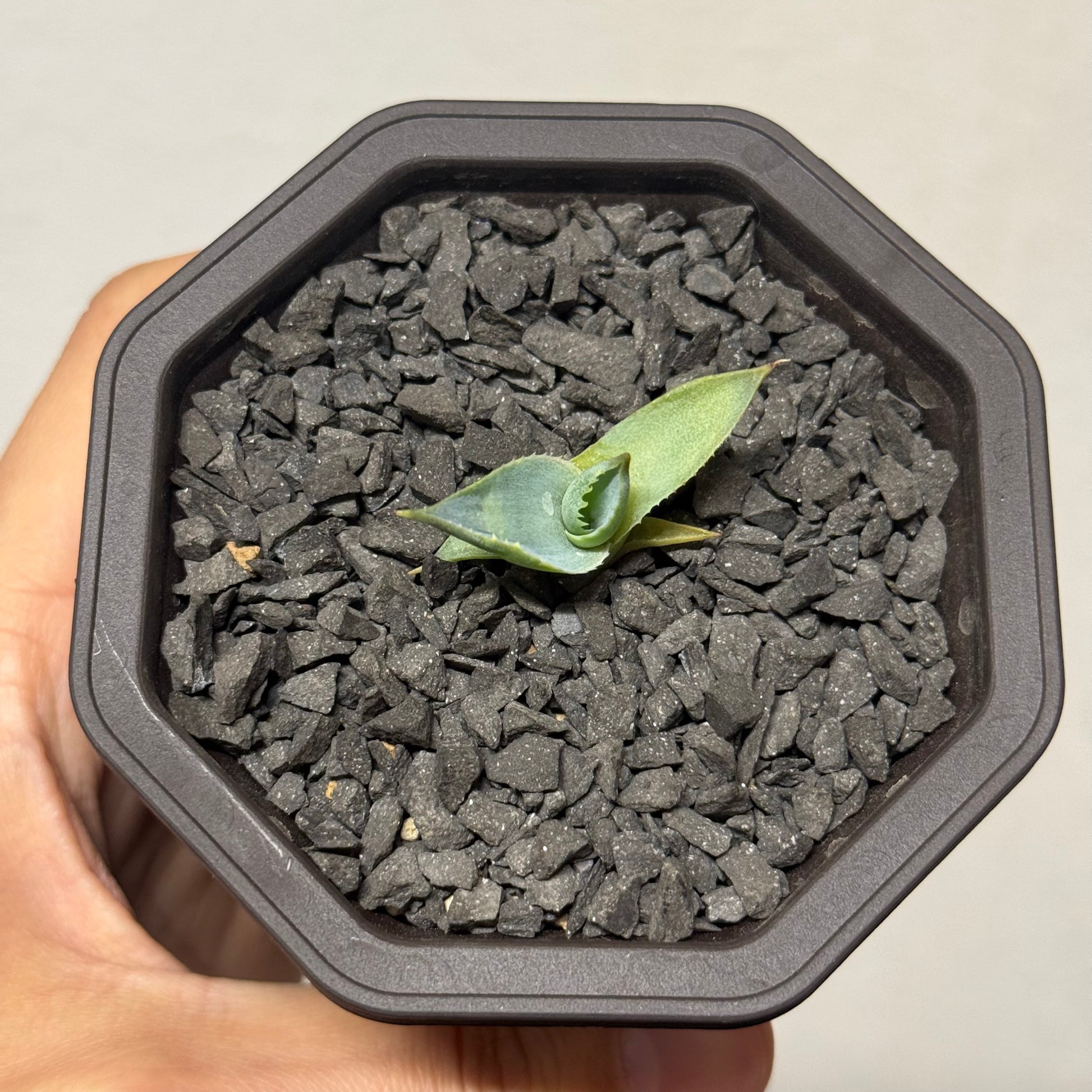 【CAUDEXSAN】<br>アガベ サハイブリッド 蠍蟹B<br>ヒメサソリガニ<br>GT-16-3