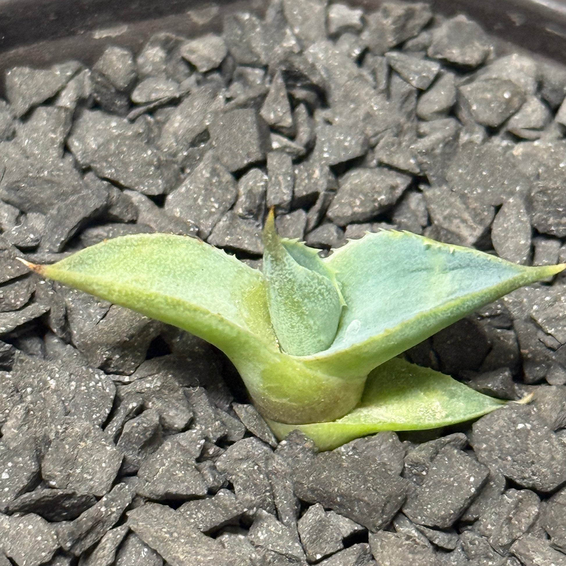 【CAUDEXSAN】<br>アガベ サハイブリッド 蠍蟹B<br>ヒメサソリガニ<br>GT-16-3