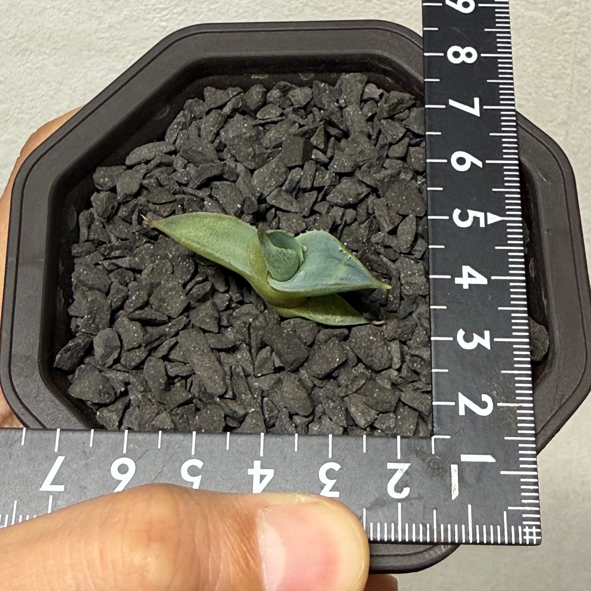 【CAUDEXSAN】<br>アガベ サハイブリッド 蠍蟹B<br>ヒメサソリガニ<br>GT-16-3