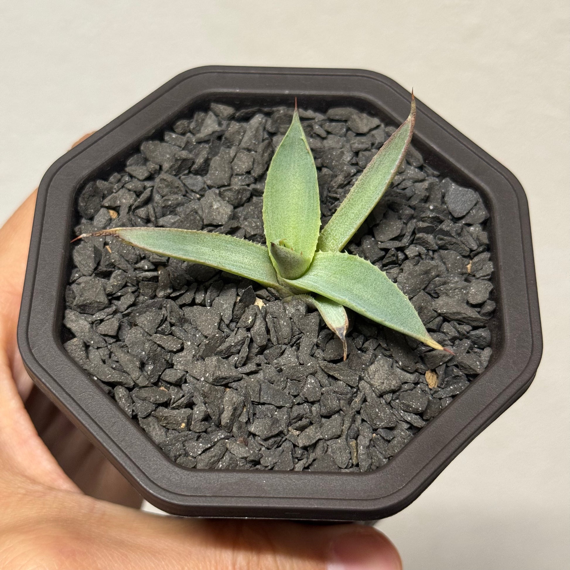 【CAUDEXSAN】<br>アガベ サハイブリッド<br>吉祥冠 x 瀧雷 GL042<br>GT-36-1