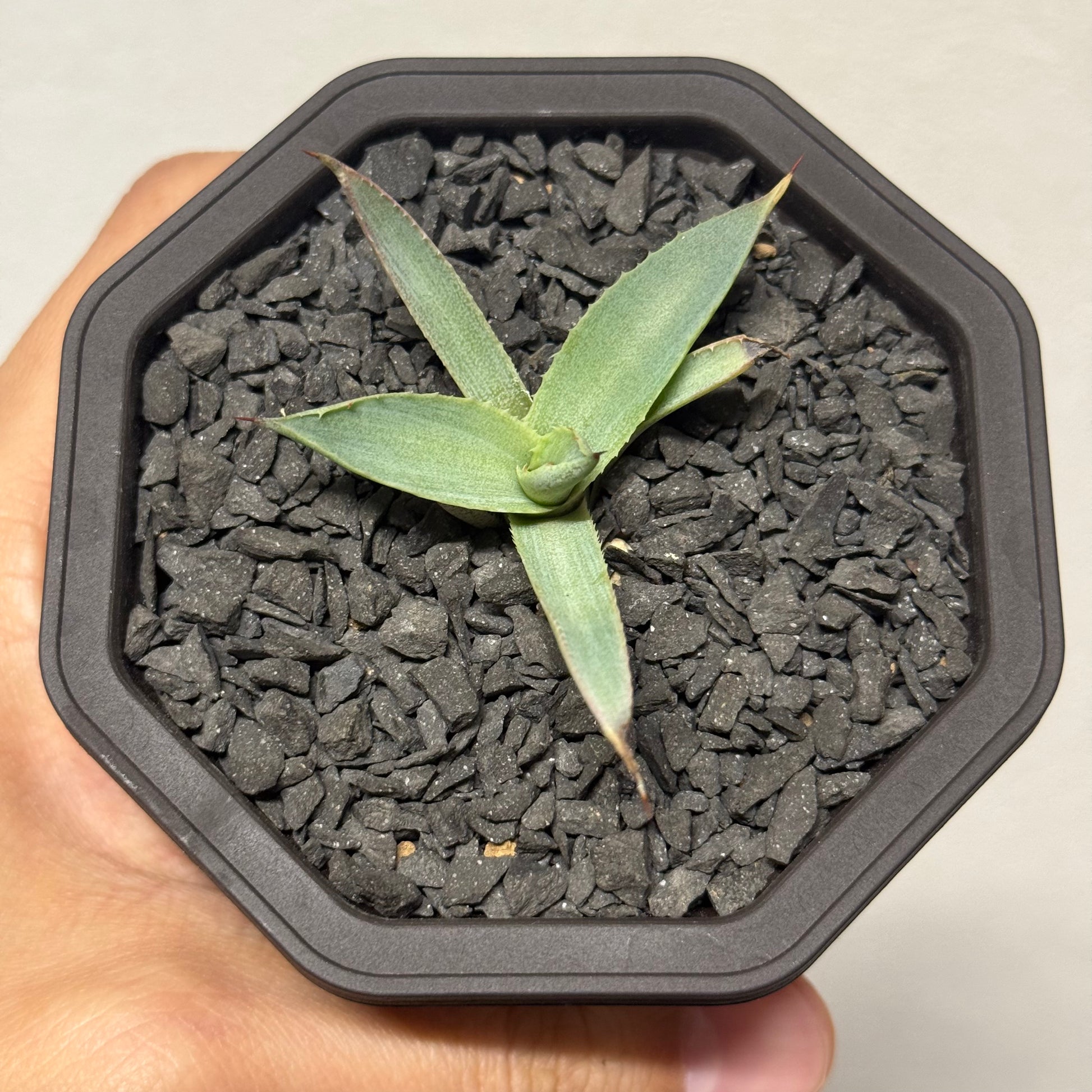 【CAUDEXSAN】<br>アガベ サハイブリッド<br>吉祥冠 x 瀧雷 GL042<br>GT-36-1