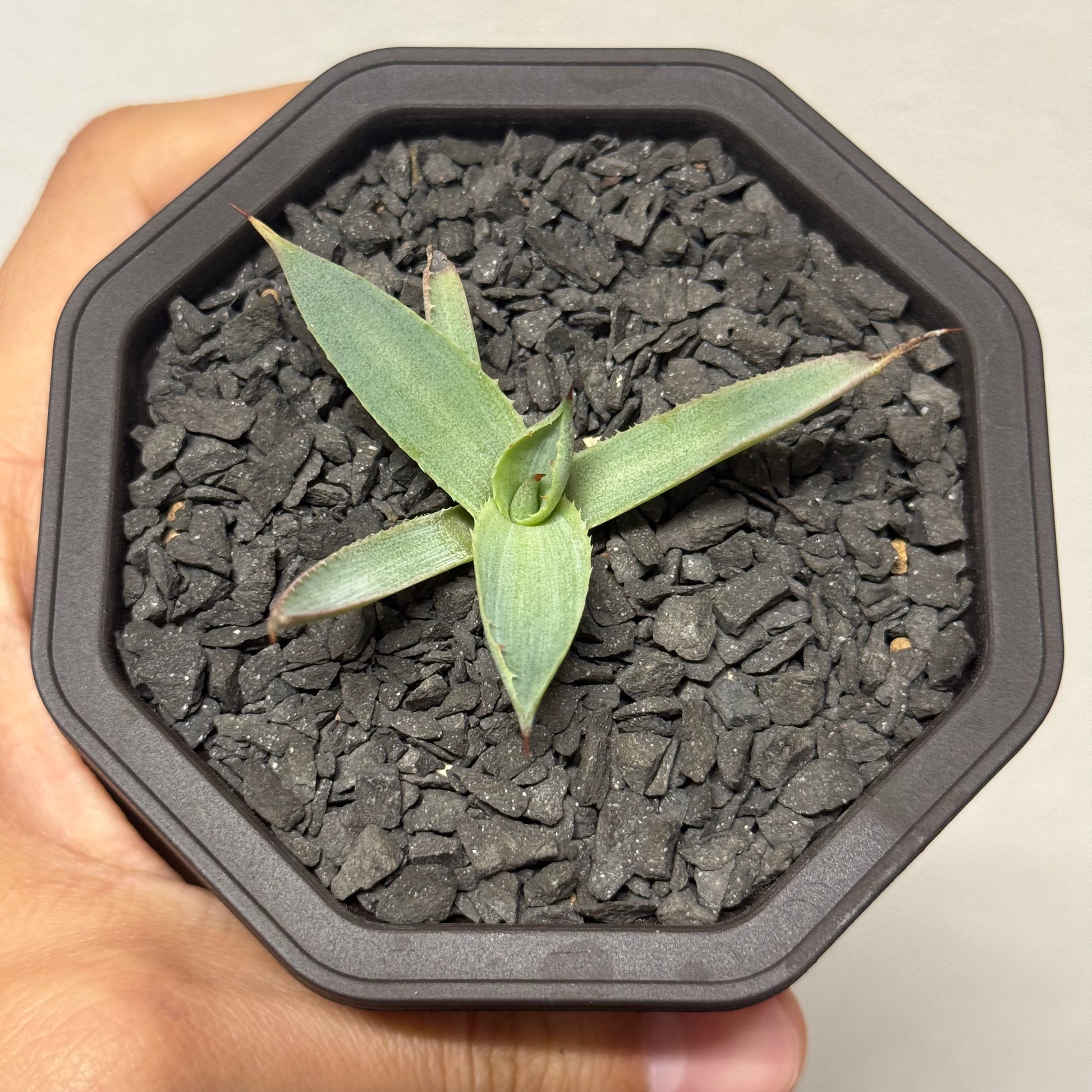 【CAUDEXSAN】<br>アガベ サハイブリッド<br>吉祥冠 x 瀧雷 GL042<br>GT-36-1