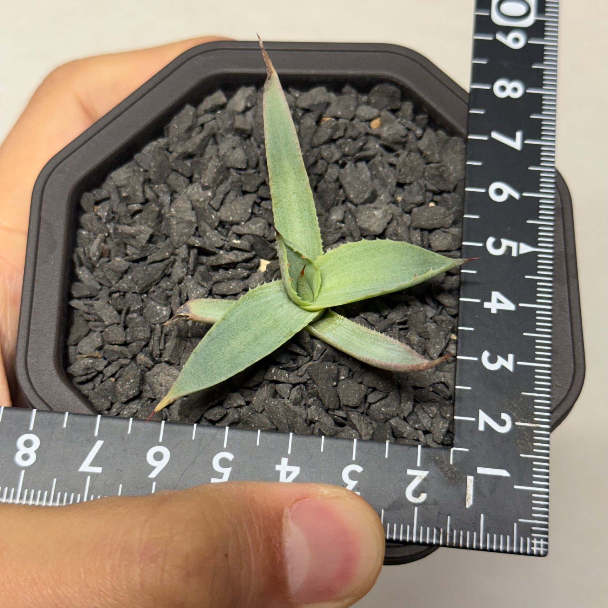 【CAUDEXSAN】<br>アガベ サハイブリッド<br>吉祥冠 x 瀧雷 GL042<br>GT-36-1