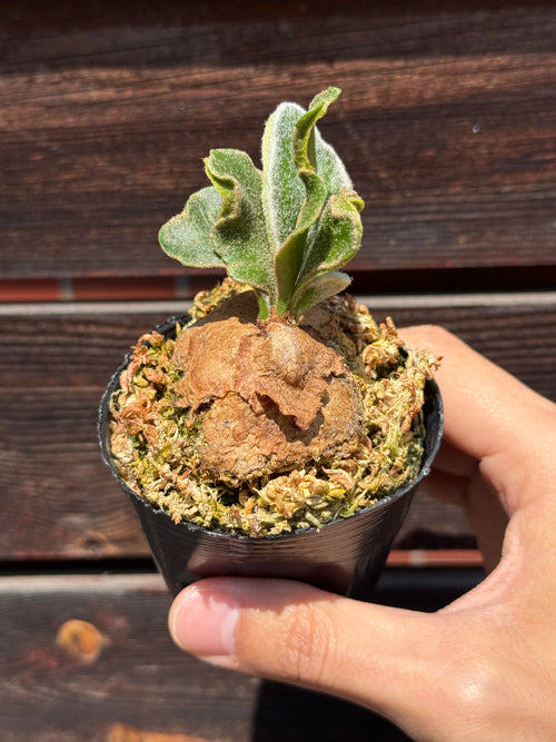 P. Kin-norn sporeling<br>thick leaf／厚葉<br>送料無料 <br>From：台湾熱血阿傑