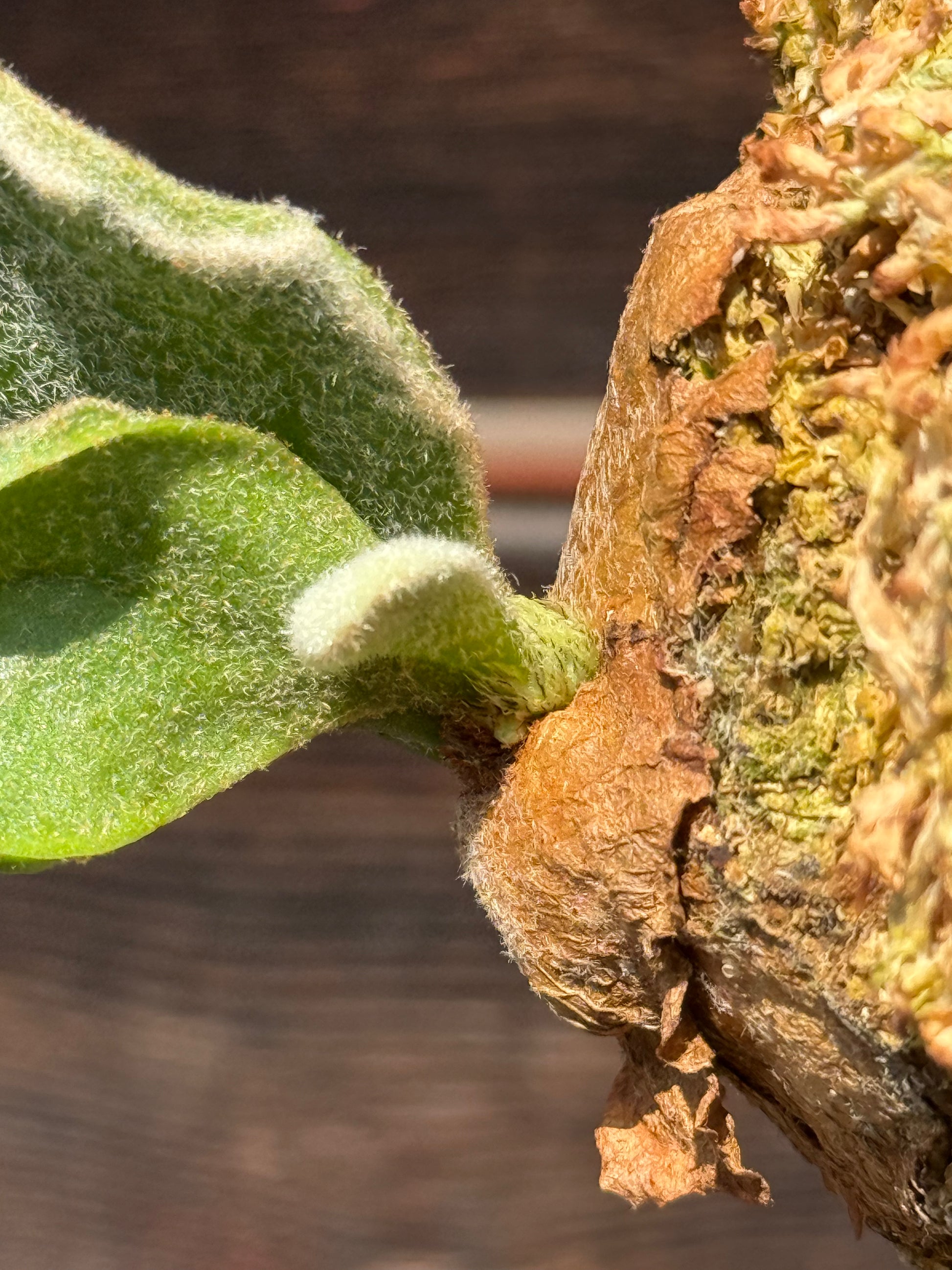 P. Kin-norn sporeling<br>thick leaf／厚葉<br>送料無料 <br>From：台湾熱血阿傑