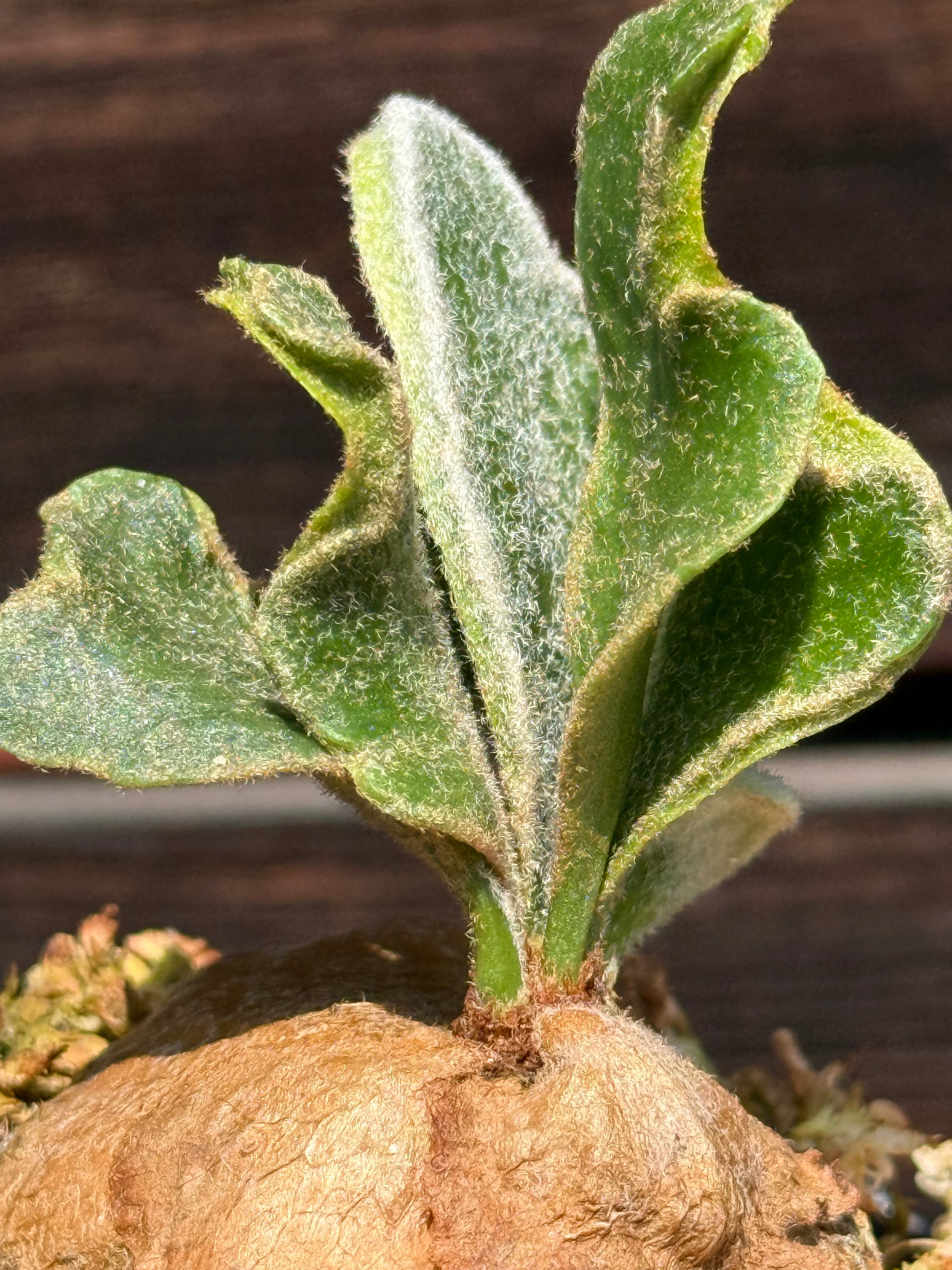 P. Kin-norn sporeling<br>thick leaf／厚葉<br>送料無料 <br>From：台湾熱血阿傑