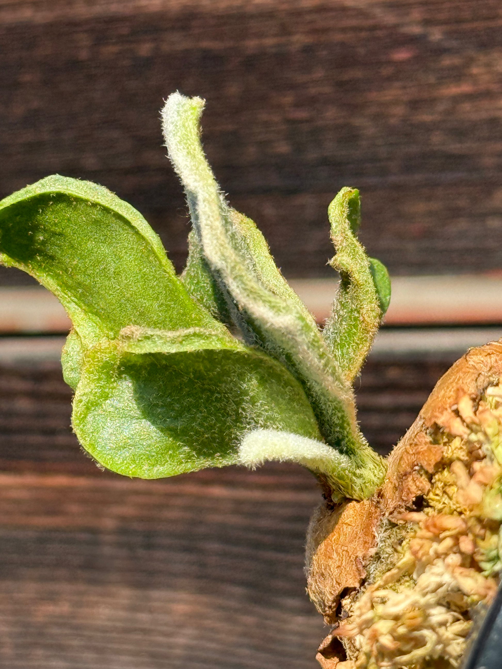 P. Kin-norn sporeling<br>thick leaf／厚葉<br>送料無料 <br>From：台湾熱血阿傑