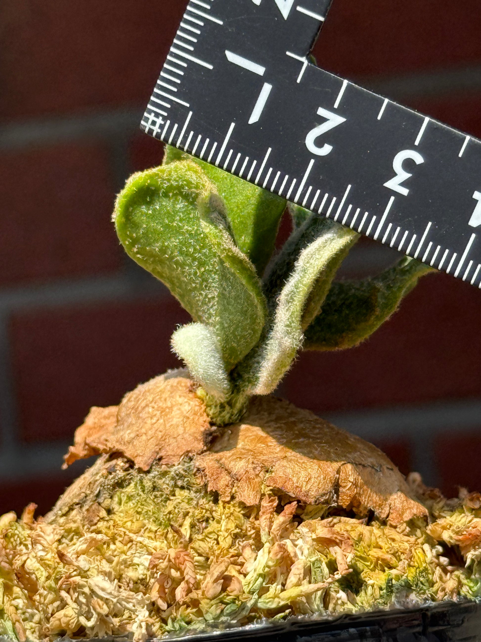 P. Kin-norn sporeling<br>thick leaf／厚葉<br>送料無料 <br>From：台湾熱血阿傑