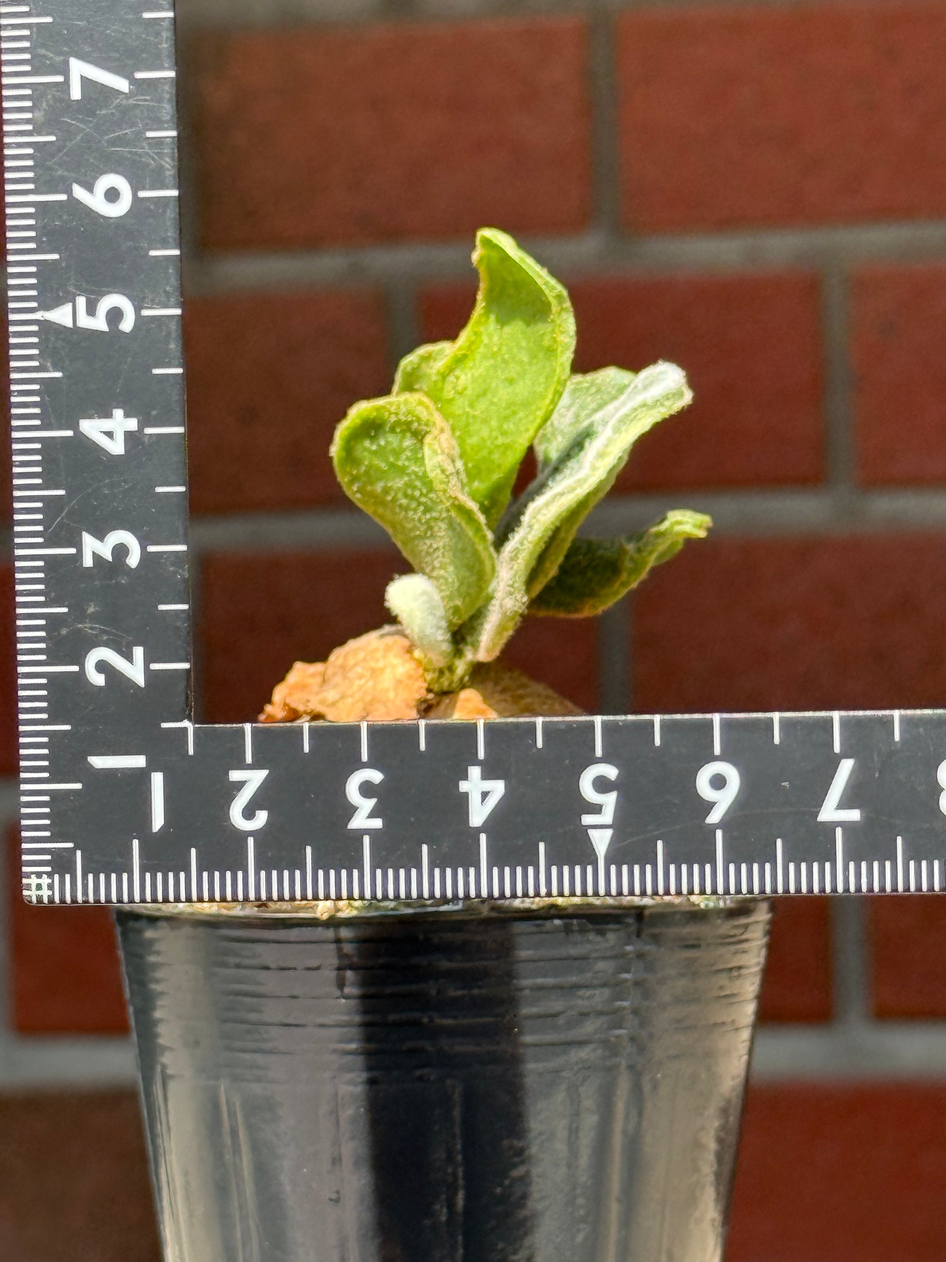 P. Kin-norn sporeling<br>thick leaf／厚葉<br>送料無料 <br>From：台湾熱血阿傑