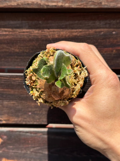 P. Kin-norn sporeling<br>thick leaf／厚葉<br>送料無料 <br>From：台湾熱血阿傑