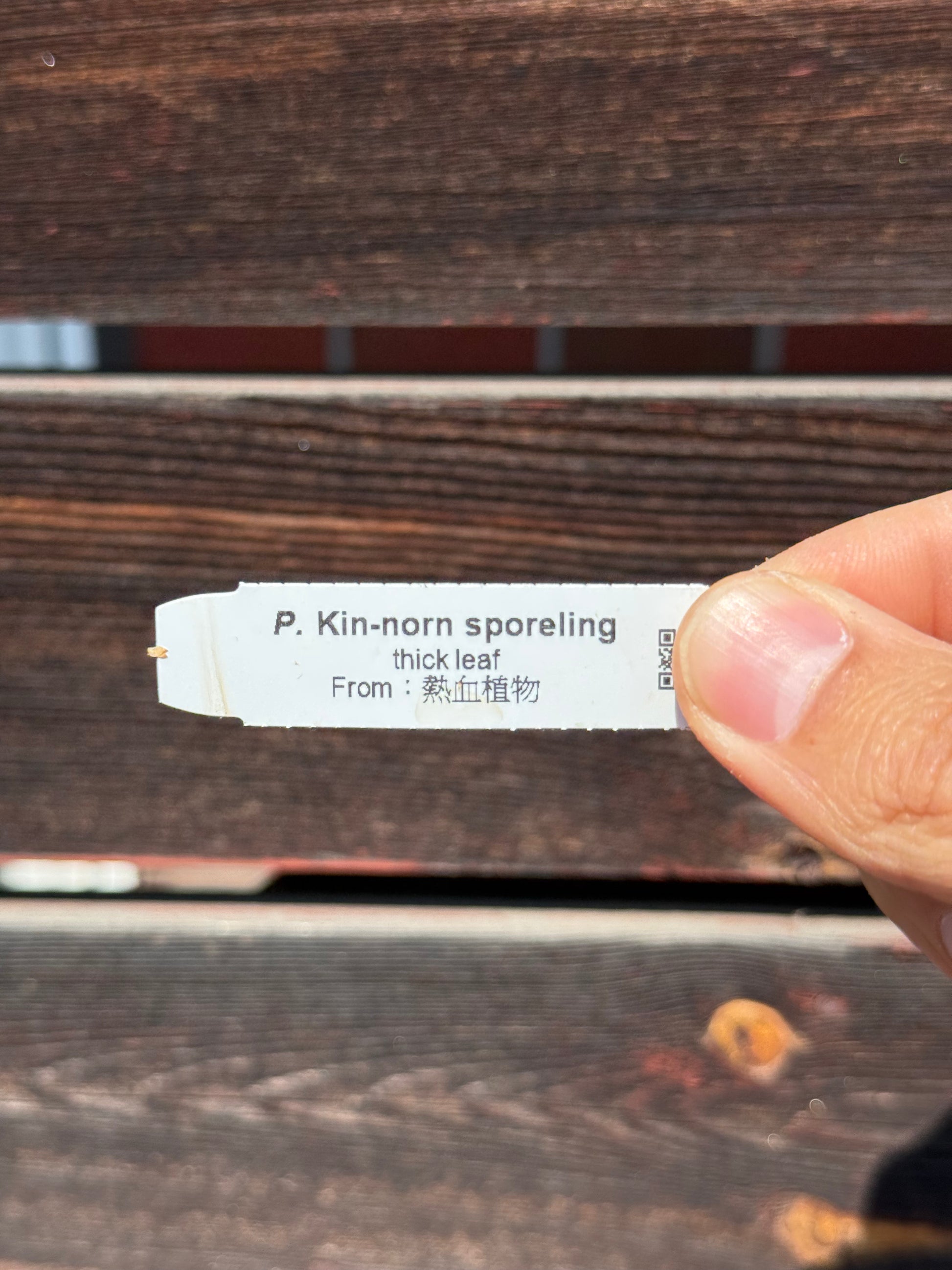 P. Kin-norn sporeling<br>thick leaf／厚葉<br>送料無料 <br>From：台湾熱血阿傑