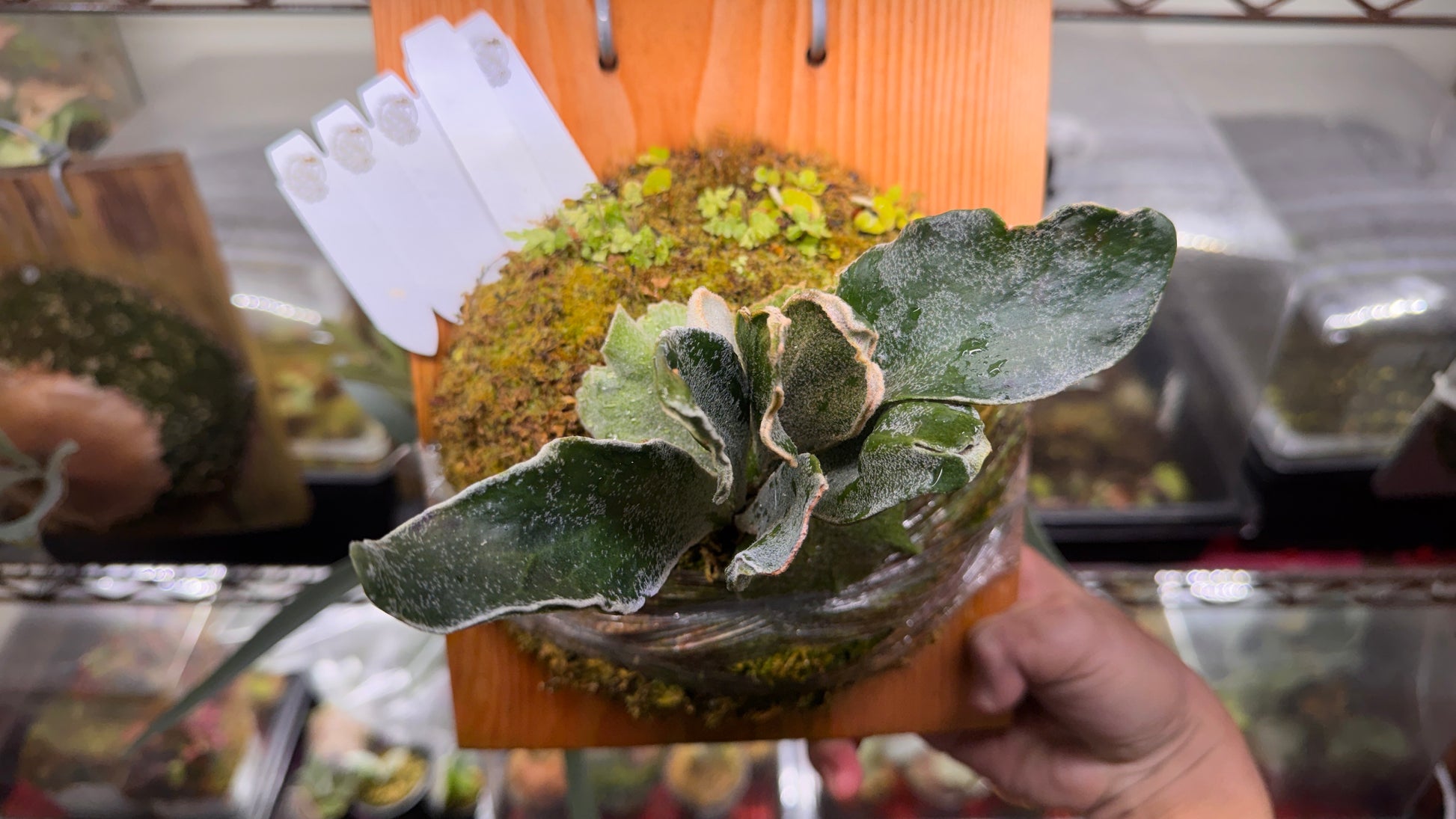 P. Kin-norn sporeling<br>thick leaf／厚葉<br>送料無料 <br>From：台湾熱血阿傑