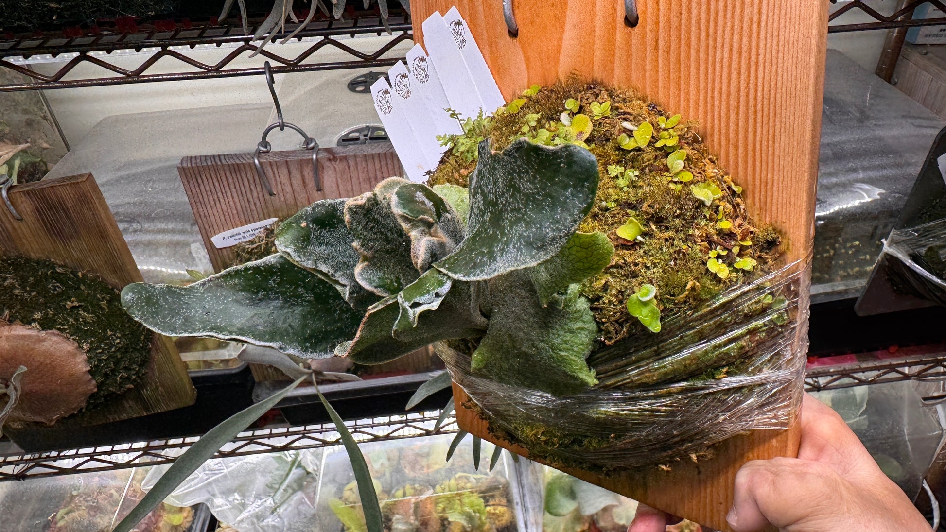 P. Kin-norn sporeling<br>thick leaf／厚葉<br>送料無料 <br>From：台湾熱血阿傑