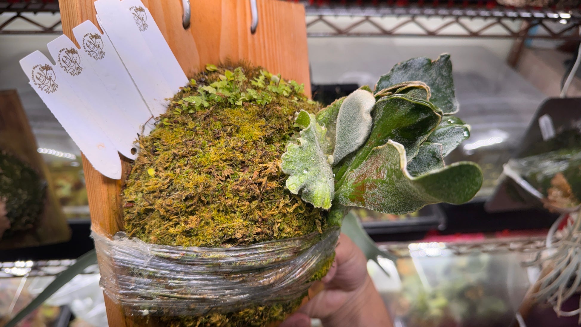 P. Kin-norn sporeling<br>thick leaf／厚葉<br>送料無料 <br>From：台湾熱血阿傑