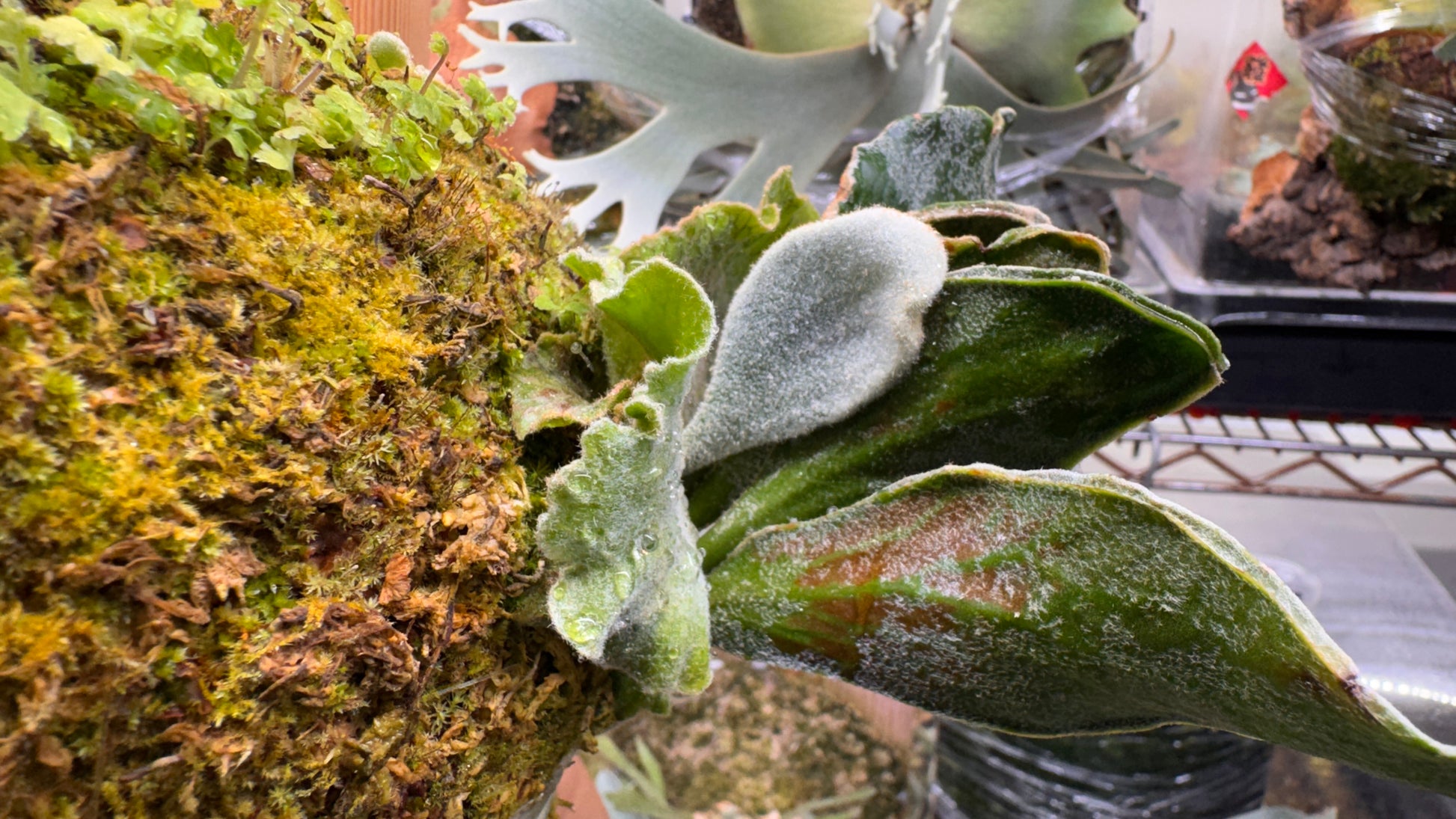 P. Kin-norn sporeling<br>thick leaf／厚葉<br>送料無料 <br>From：台湾熱血阿傑