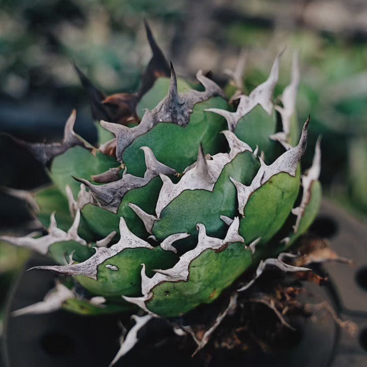 【Stano.Lab】<br>アガベ チタノタ<br> 'ハデス'GT-5