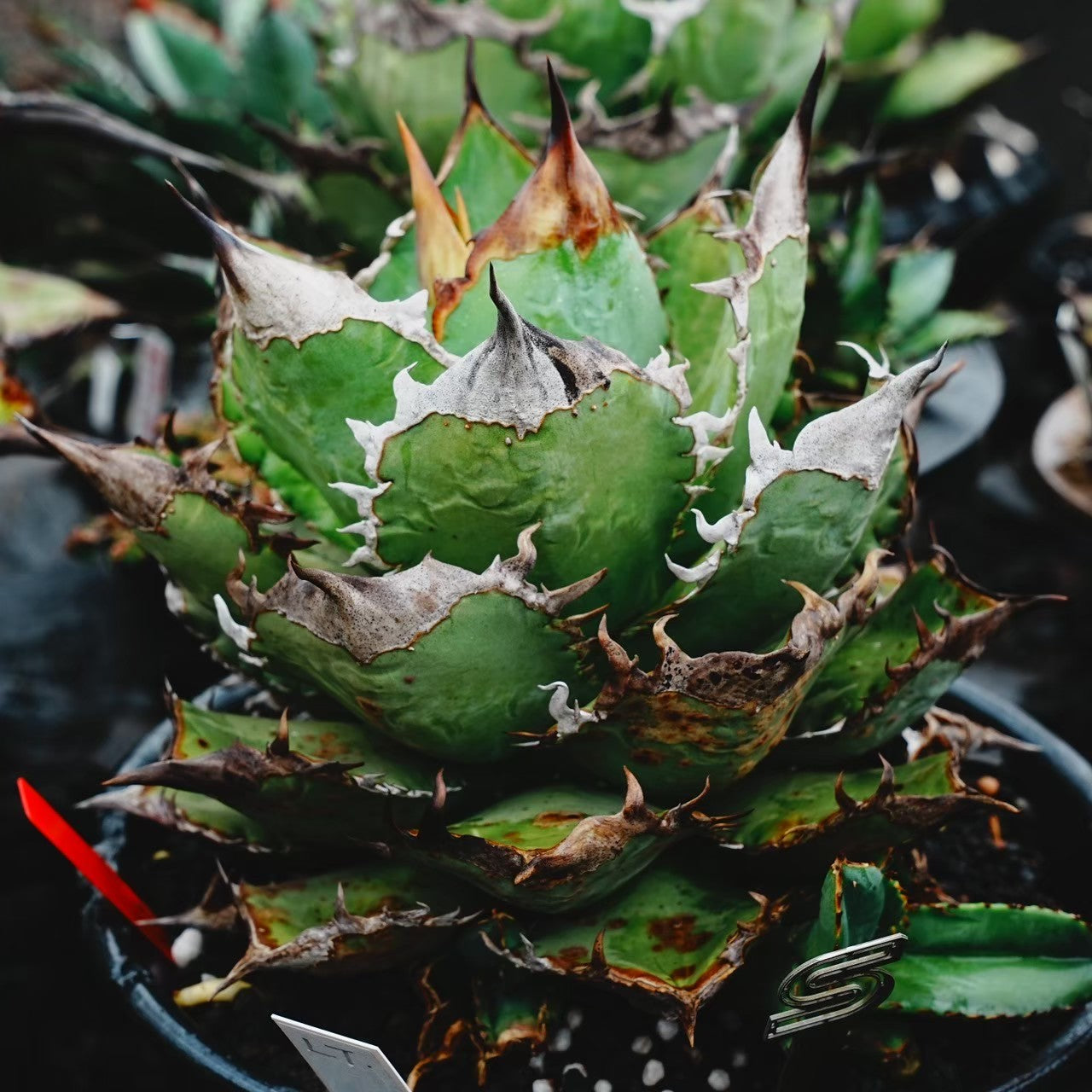 【CAUDEXSAN】<br>アガベ チタノタ 龍瞳<br>'Dragon Eyes' GT-1-1