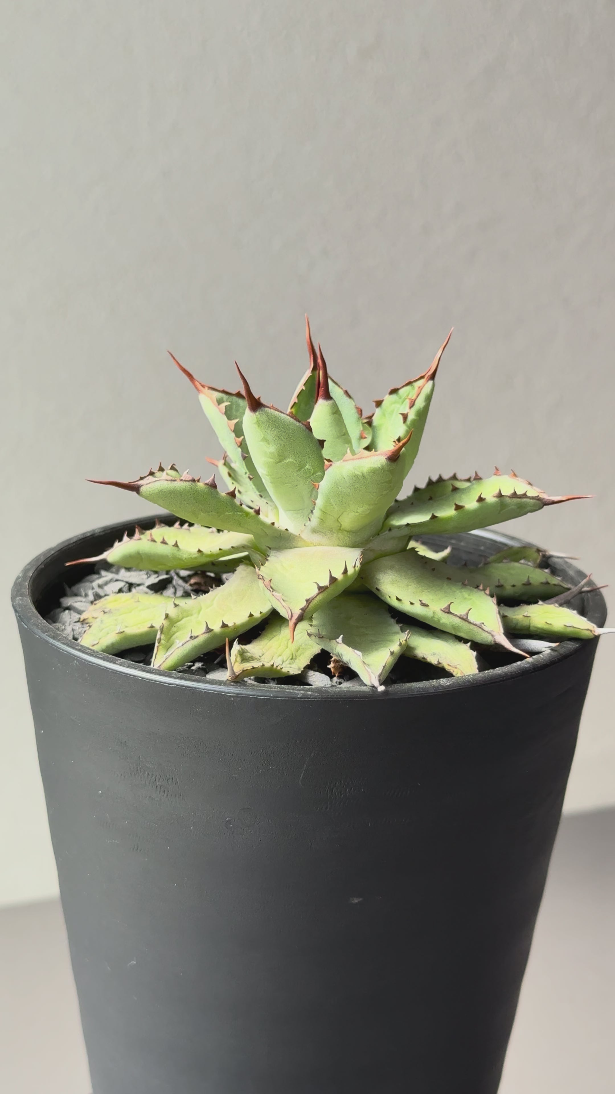 AGAVE｜アガベ・龍舌蘭 – Caudexsan