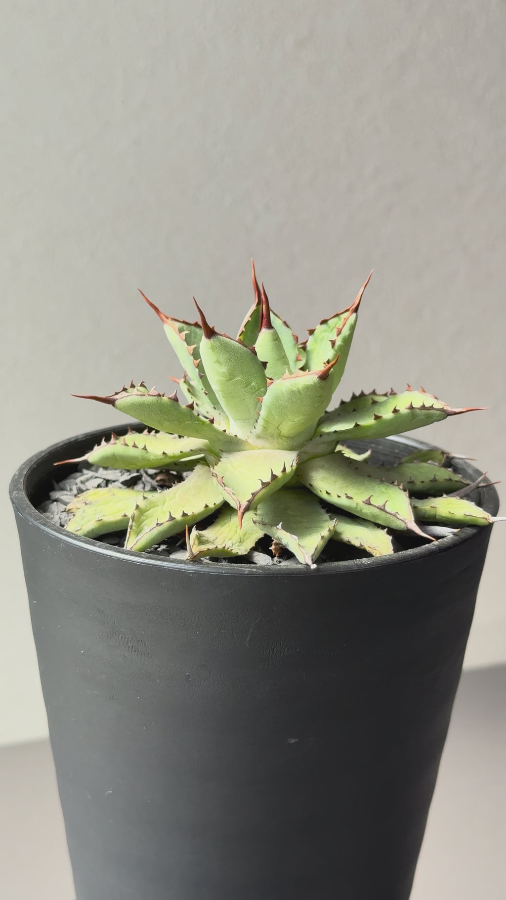 【Stano.Lab】<br>アガベ ハイブリッド<br> 吉祥冠 x 瀧雷 GL028