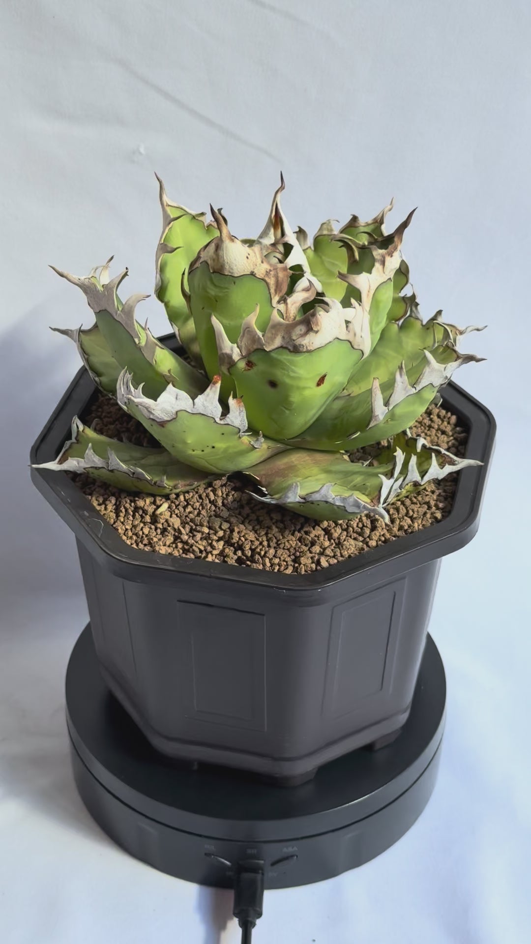 【Stano.Lab】<br>アガベ チタノタ<br> 'レッド　キャッツ' GT-15