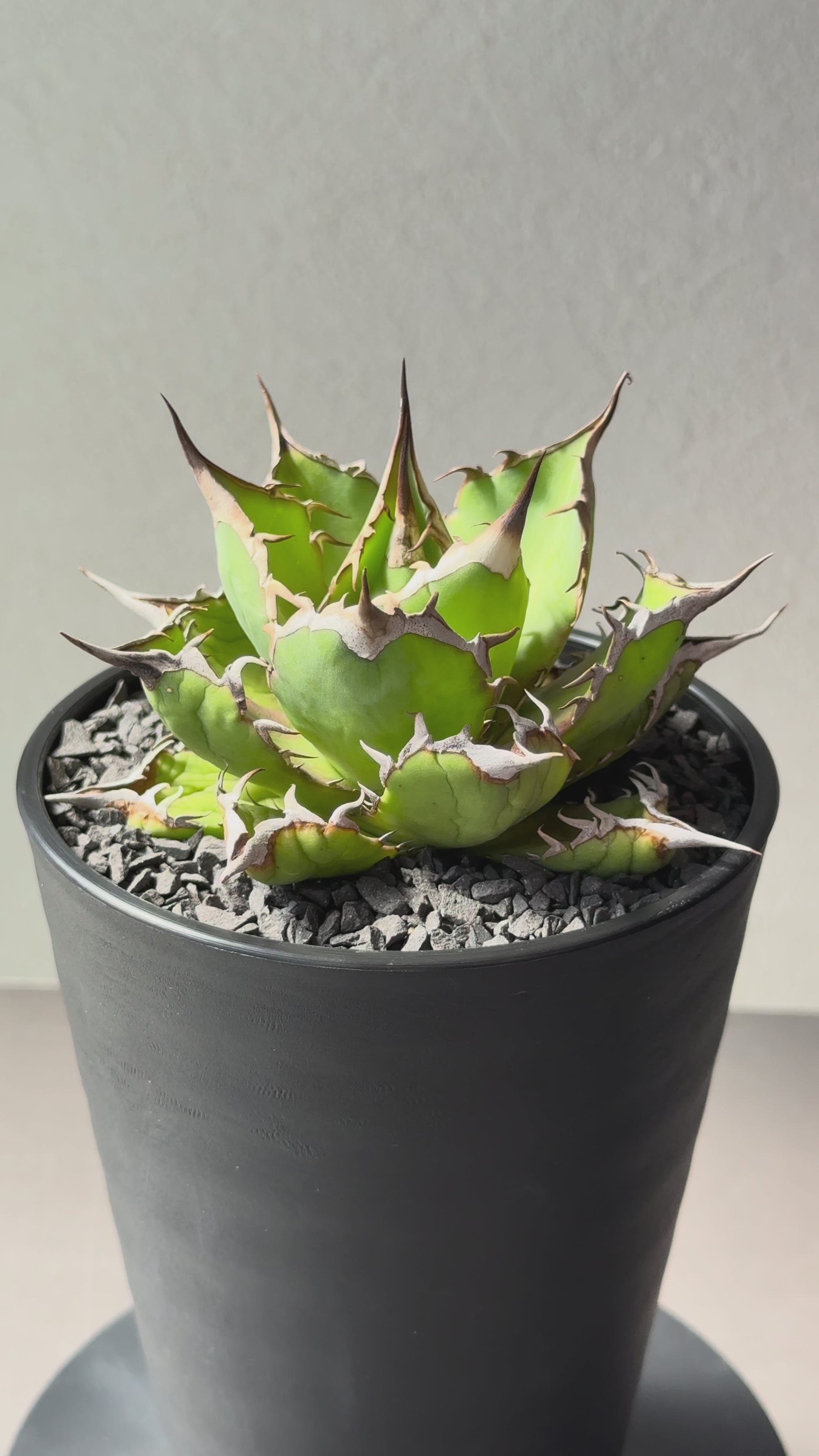 【Stano.Lab】<br>アガベ チタノタ<br> 'フィッシュ ボーン' GT-4