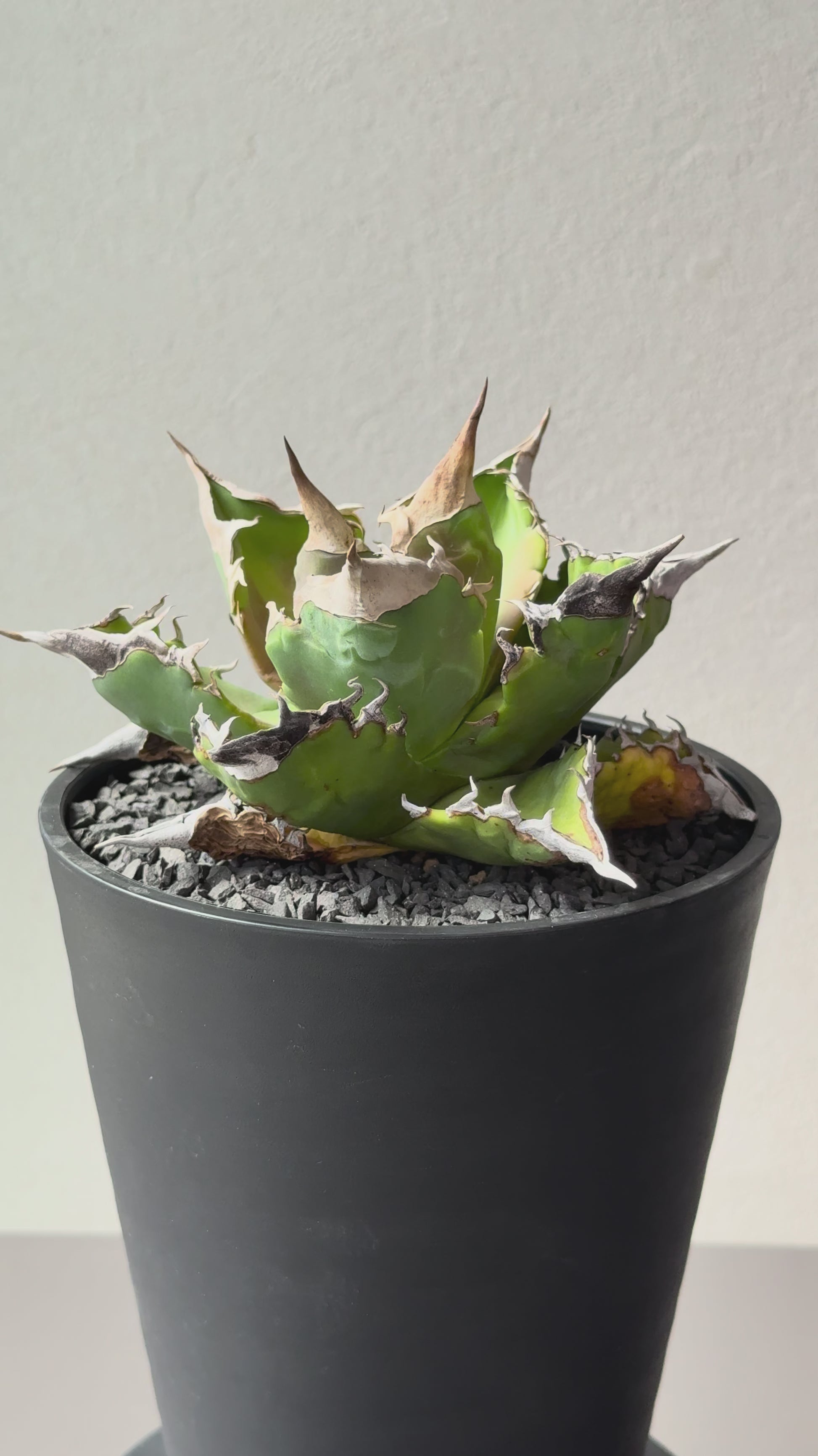 【Stano.Lab】<br>アガベ チタノタ<br> 'ホワイトファイヤー' GT-22