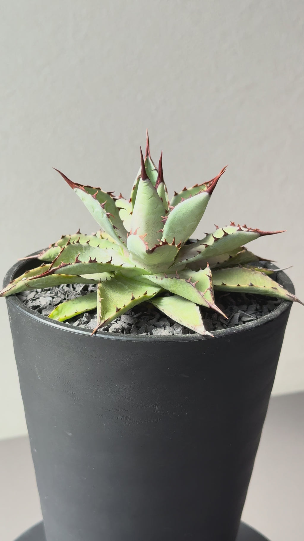 【Stano.Lab】<br>アガベ ハイブリッド<br> 吉祥冠 x 瀧雷 GL040