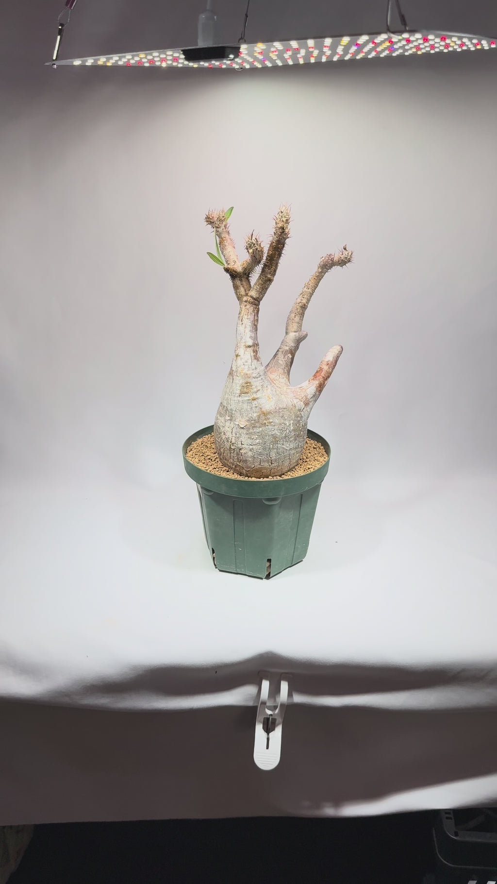 【発根済】パキポディウム・ロスラツム グラキリス C3