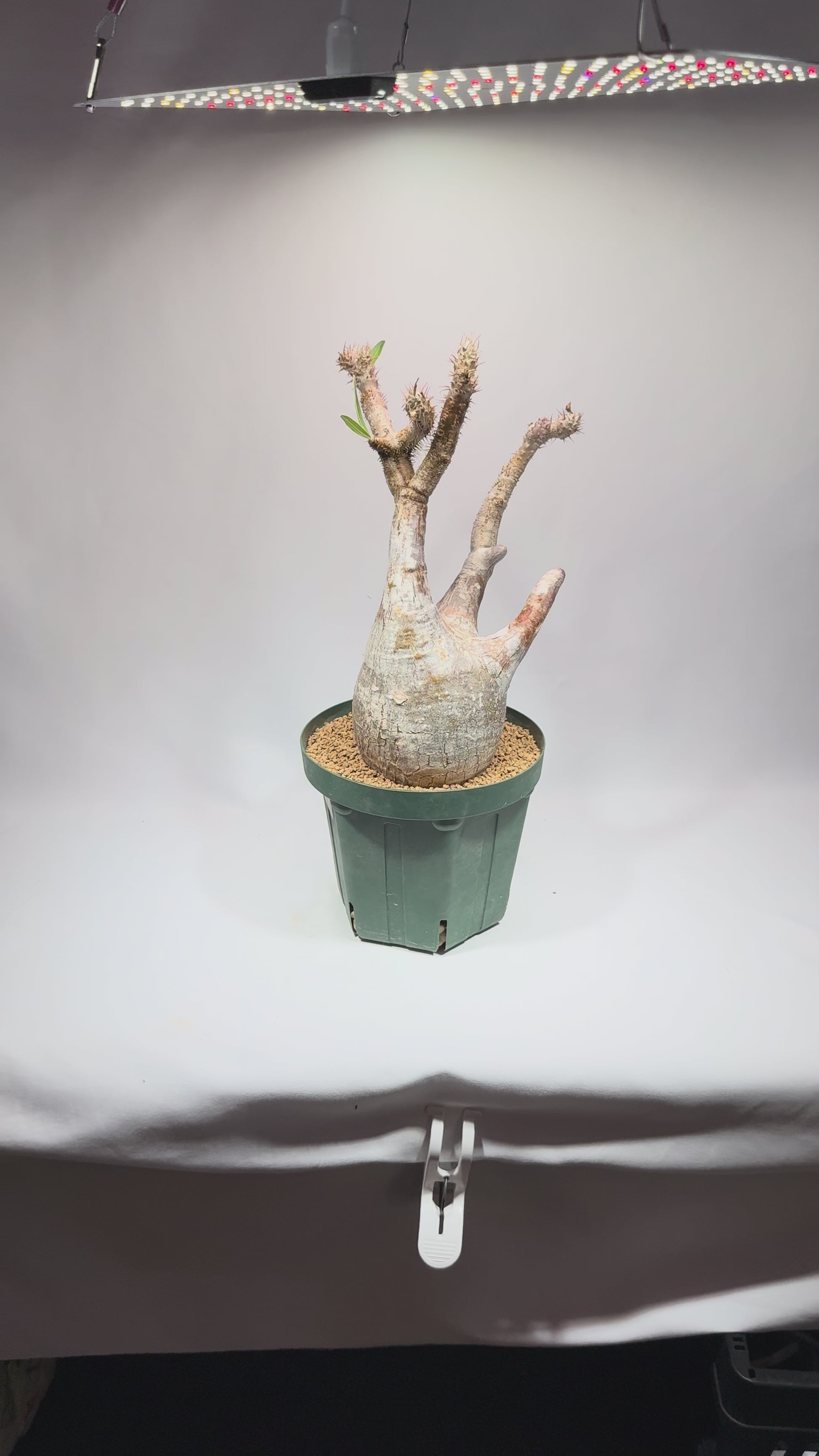 【発根済】パキポディウム・ロスラツム グラキリス C3