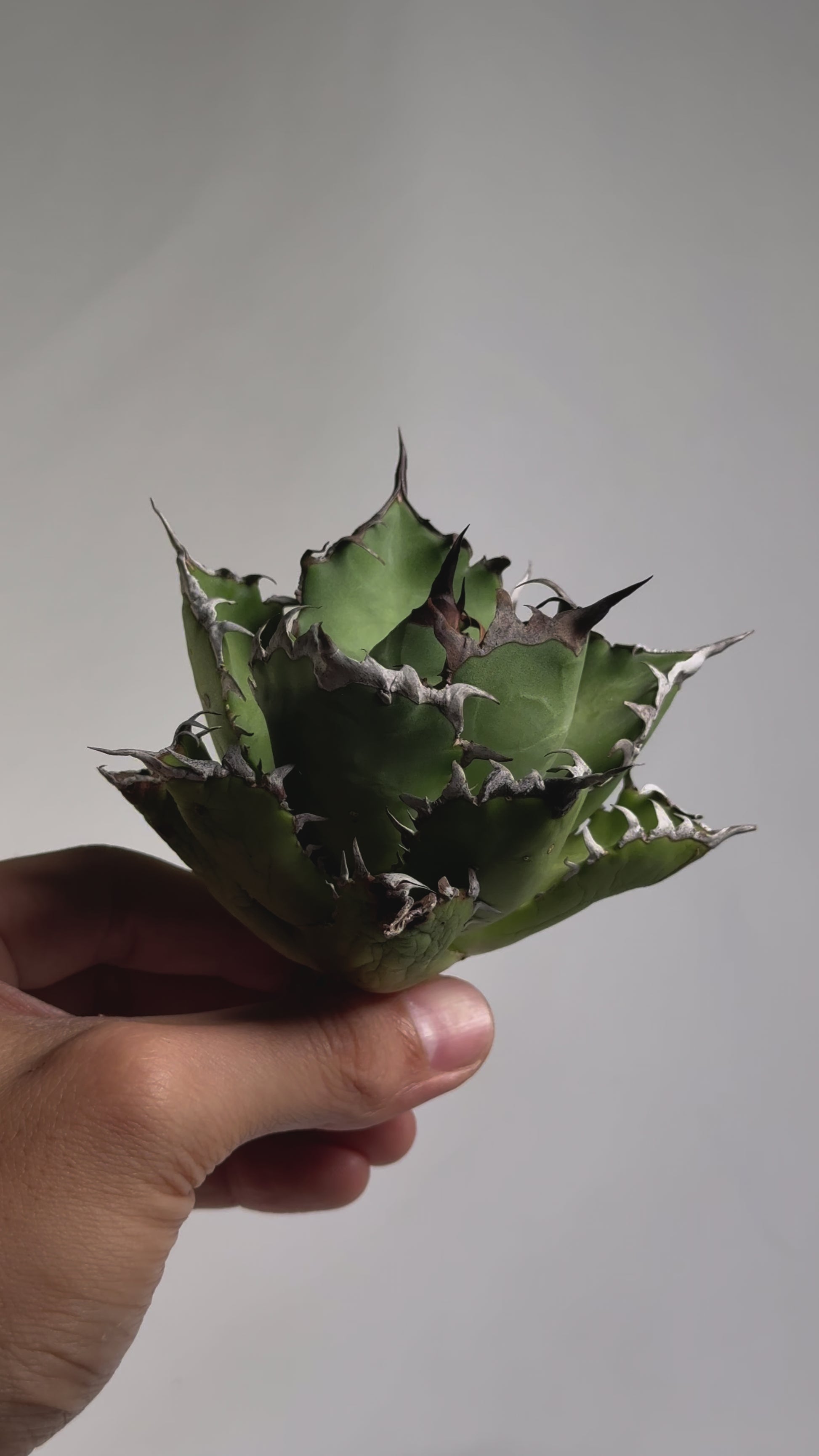 【Stano.Lab】<br>アガベ チタノタ<br> '幽霊'