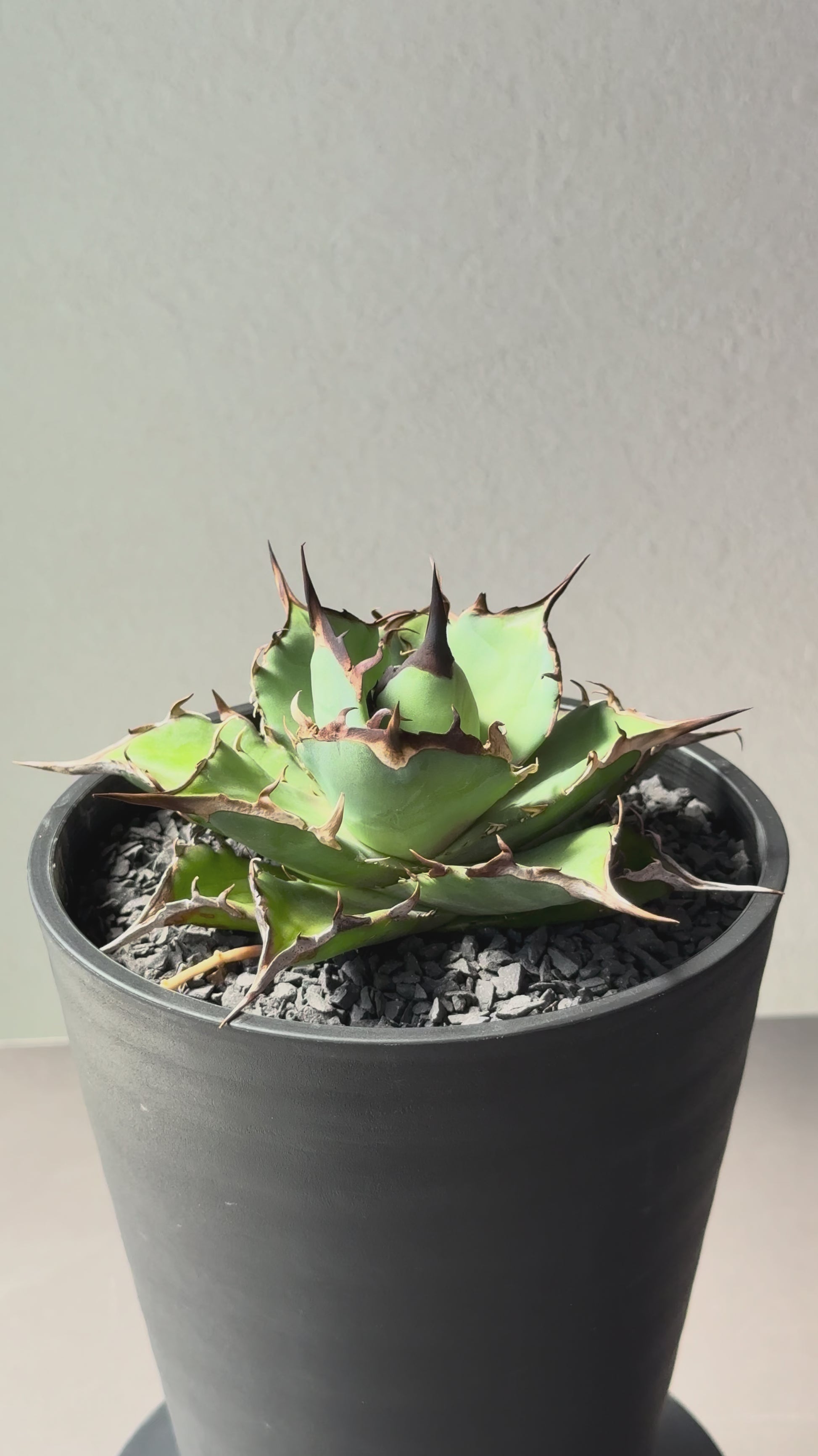 【Stano.Lab】<br>アガベ チタノタ<br> 'ハデス'GT-5