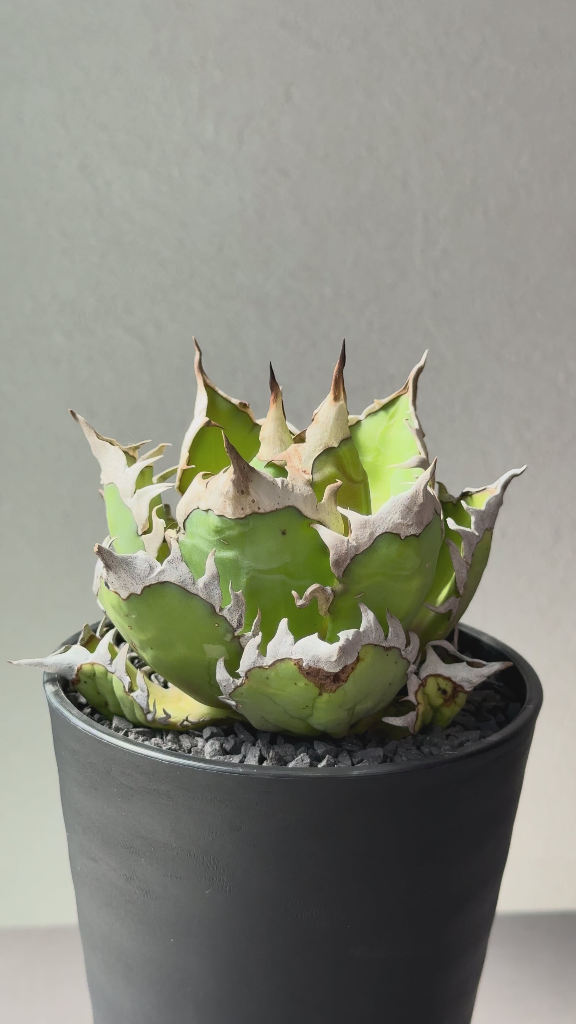 【Stano.Lab】<br>アガベ チタノタ<br> 'レッド　キャッツ' GT-13