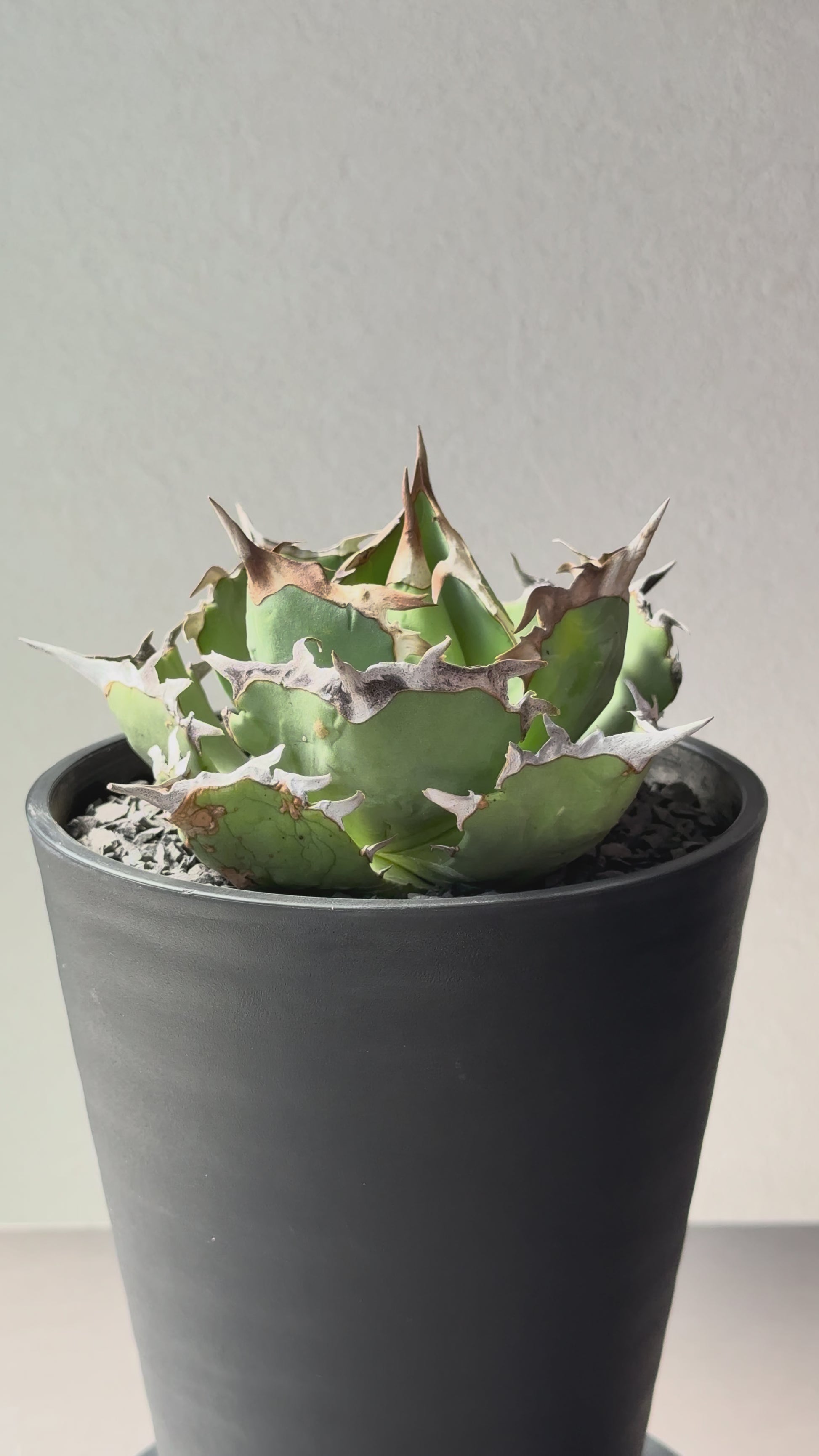 【Stano.Lab】<br>アガベ チタノタ<br> 'カニ' GT-8