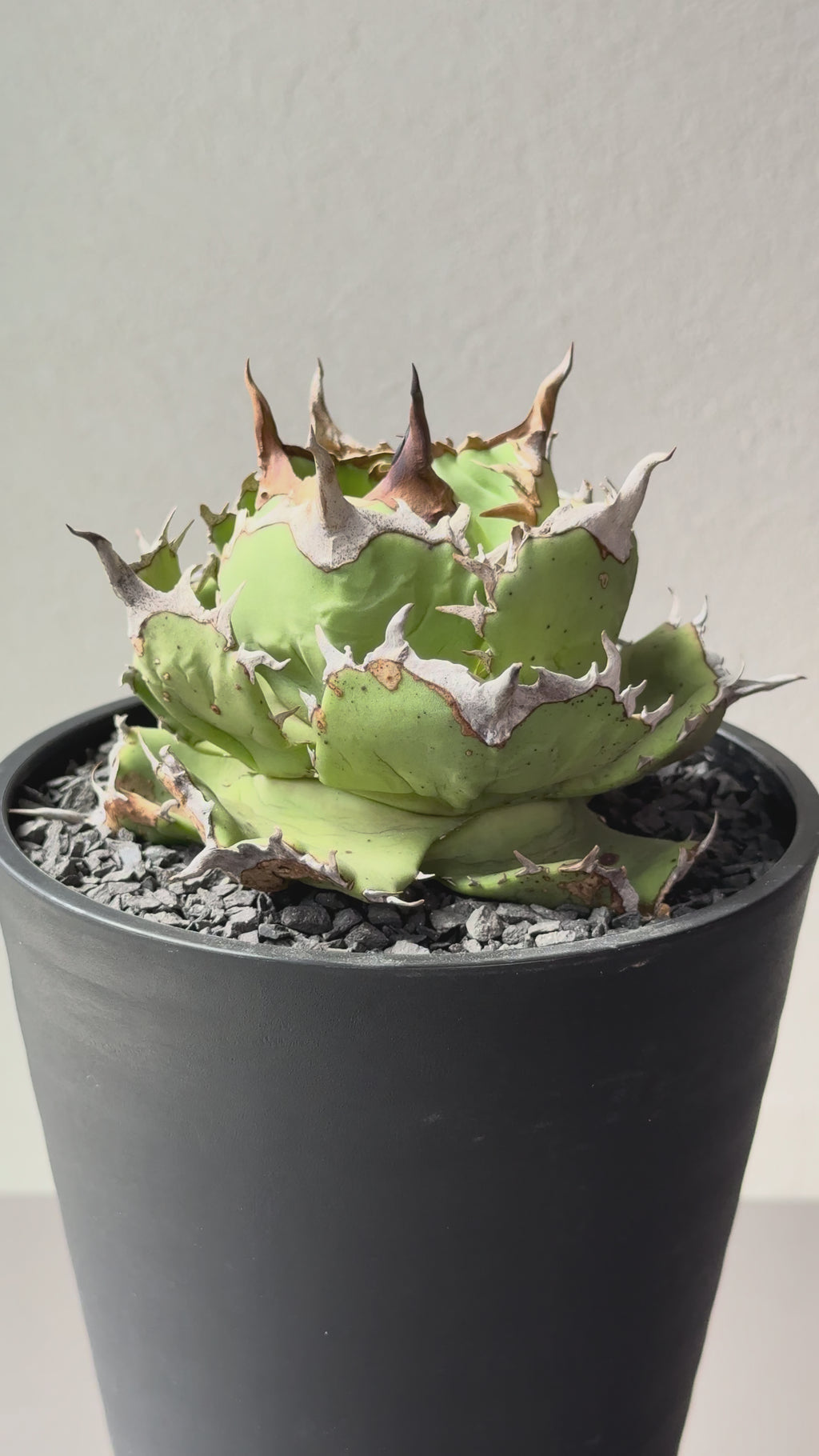 【Stano.Lab】<br>アガベ チタノタ<br> 'アザラシ' GT-26