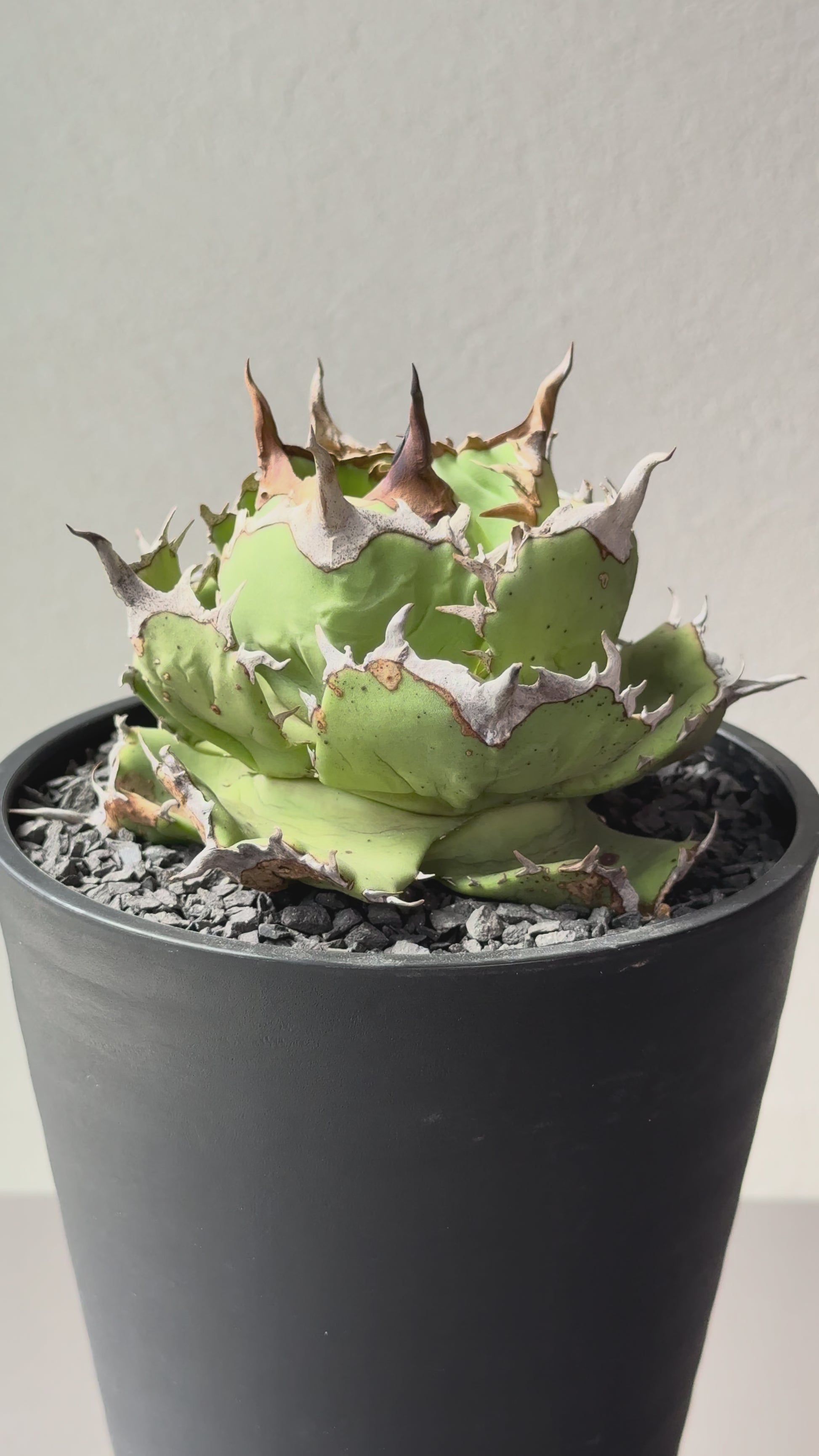 【Stano.Lab】<br>アガベ チタノタ<br> 'アザラシ' GT-26