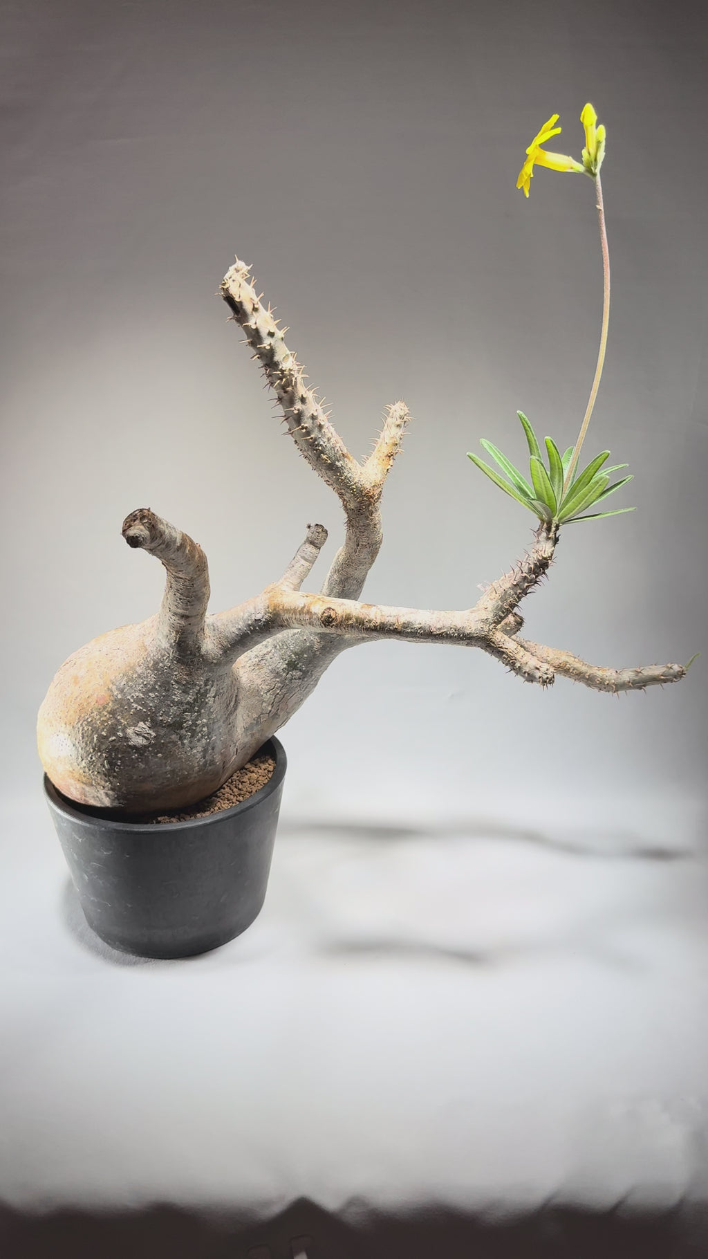 【発根済】パキポディウム・ロスラツム グラキリス C1