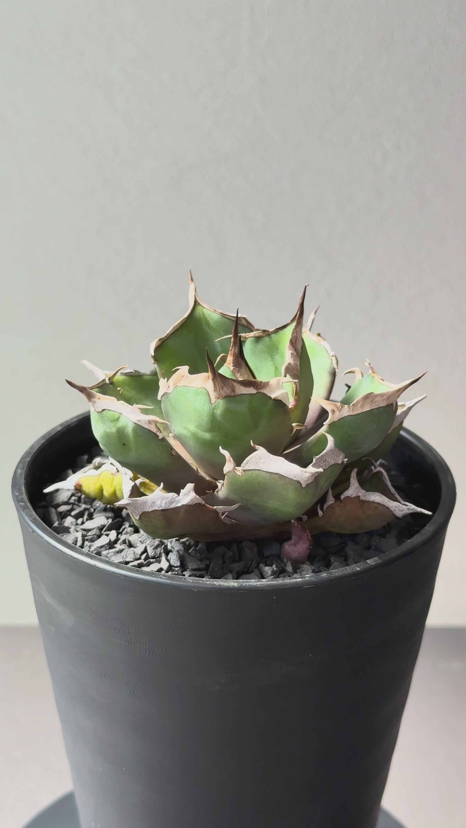 【Stano.Lab】<br>アガベ チタノタ<br> '鬼爪'