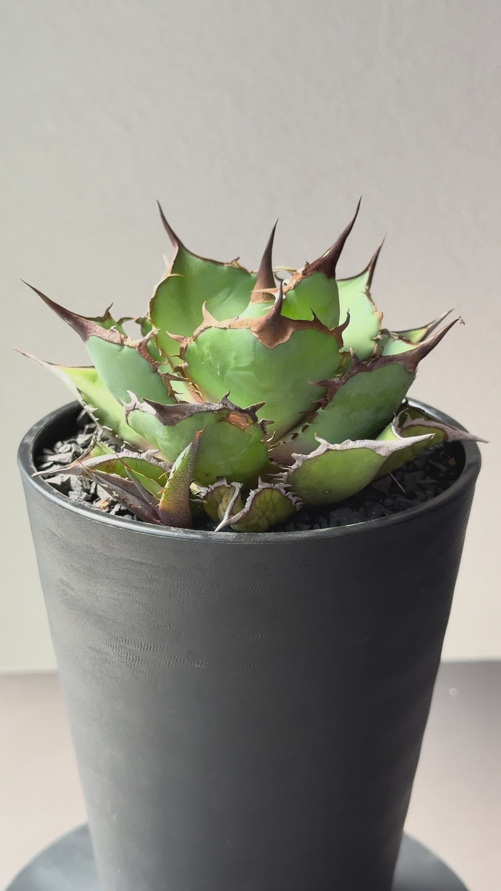 【Stano.Lab】<br>アガベ チタノタ<br> 'パンダ' GT-19