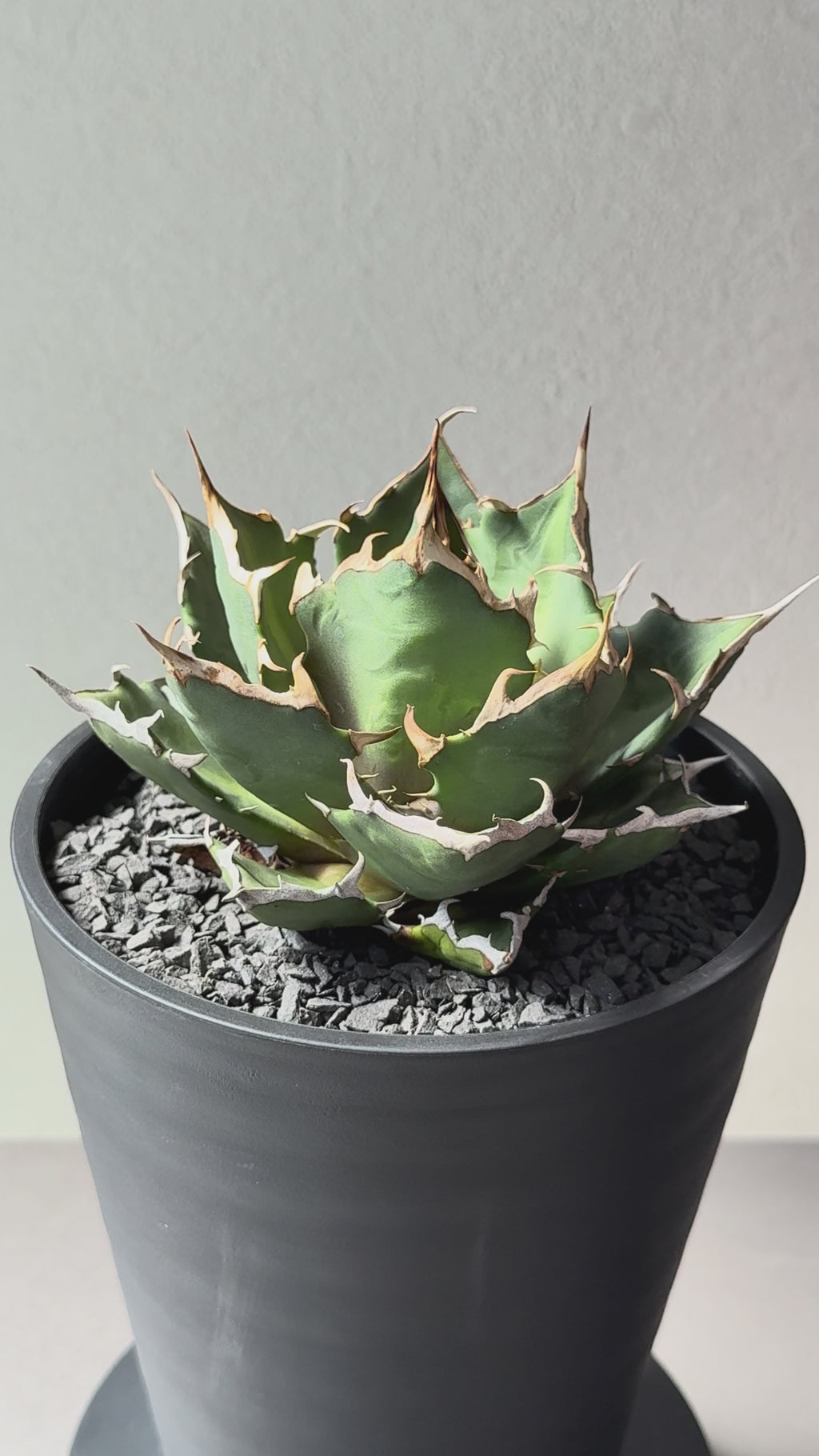 【Stano.Lab】<br>アガベ チタノタ<br> 'クレージー' GT-10