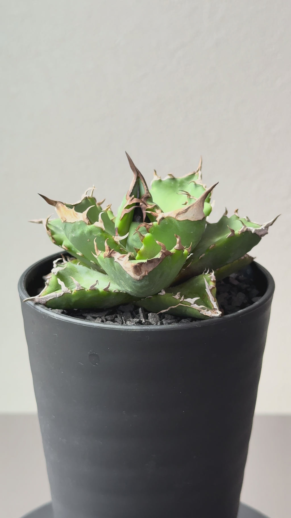 【Stano.Lab】<br>アガベ チタノタ<br> 'ホワイトファイヤー' GT-24