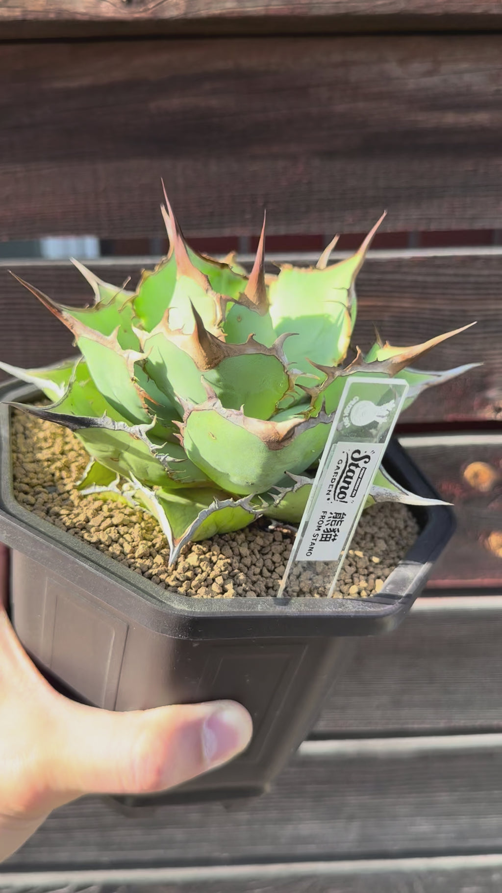 【Stano.Lab】<br>アガベ チタノタ<br> 'パンダ' GT-18