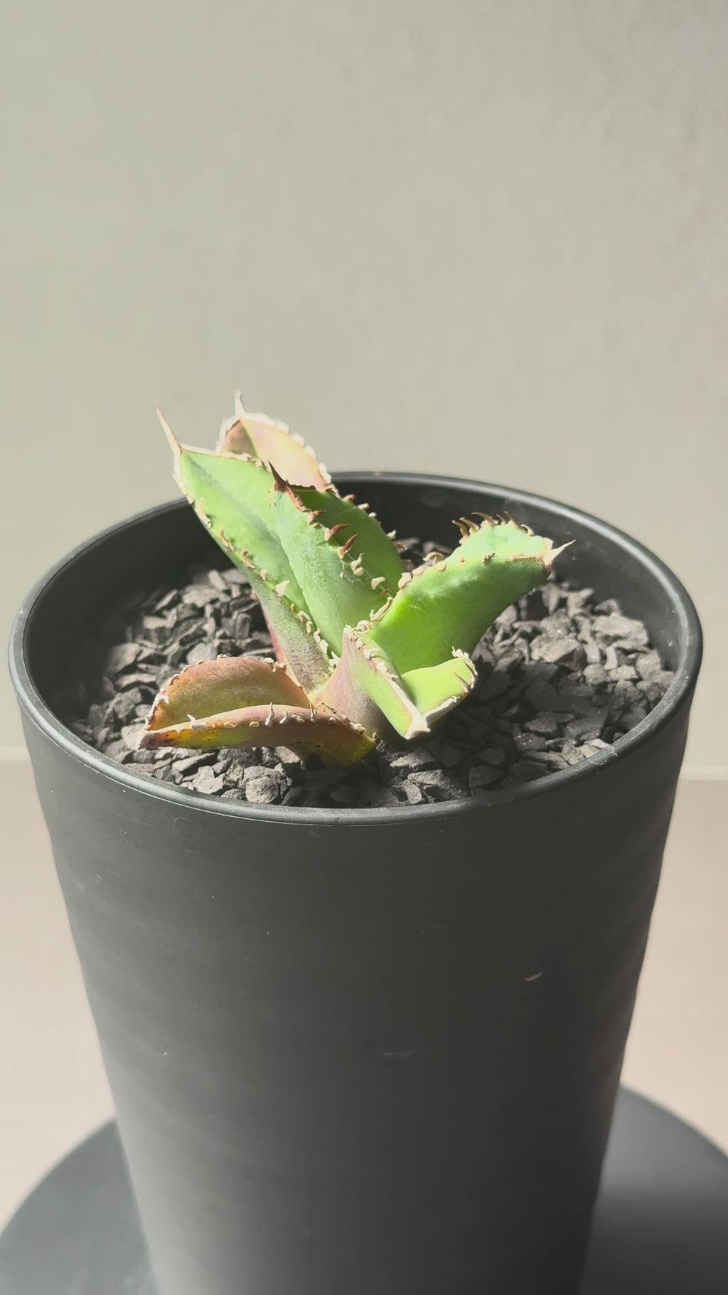 【Stano.Lab】<br>アガベ チタノタ <br>'クラウン'