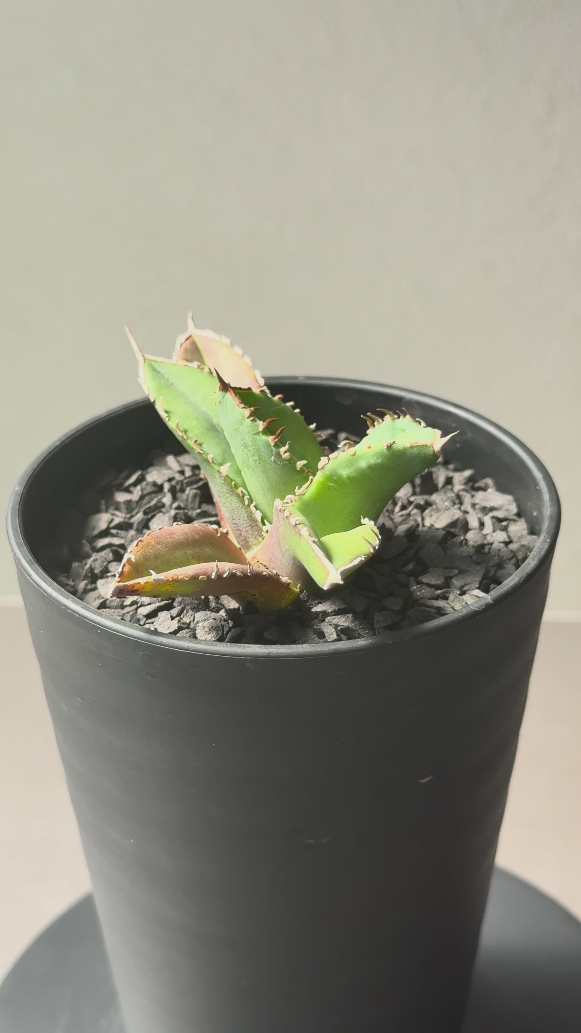 【Stano.Lab】<br>アガベ チタノタ <br>'クラウン'