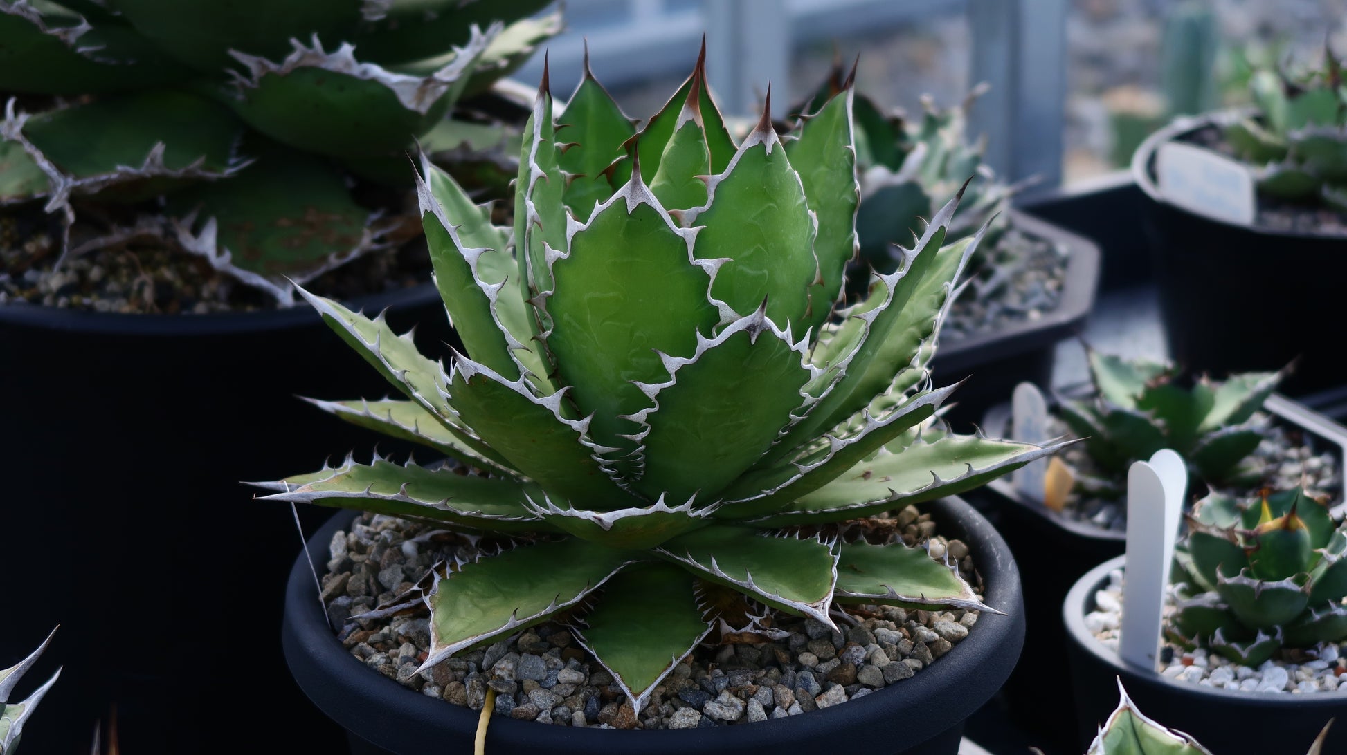 【CAUDEXSAN】<br>アガベ サハイブリッド<br> 万代X厳龍 GT-35-1