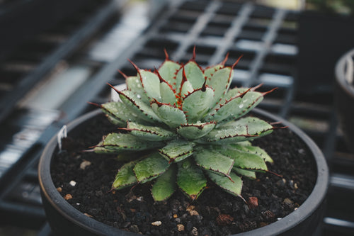 【CAUDEXSAN】<br>アガベ サハイブリッド 吉祥冠 x 瀧雷 GL028<br> GT-34-1